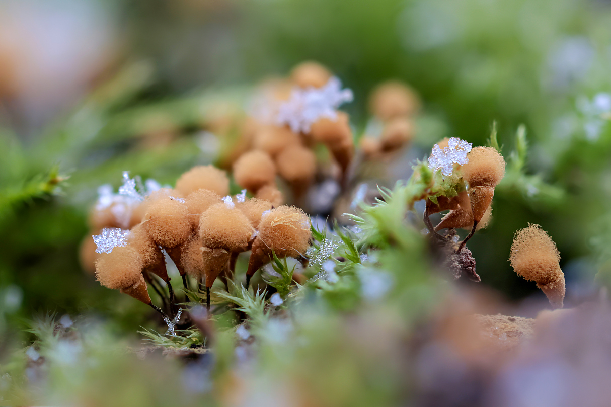 Schleimpilze mit Sternchen