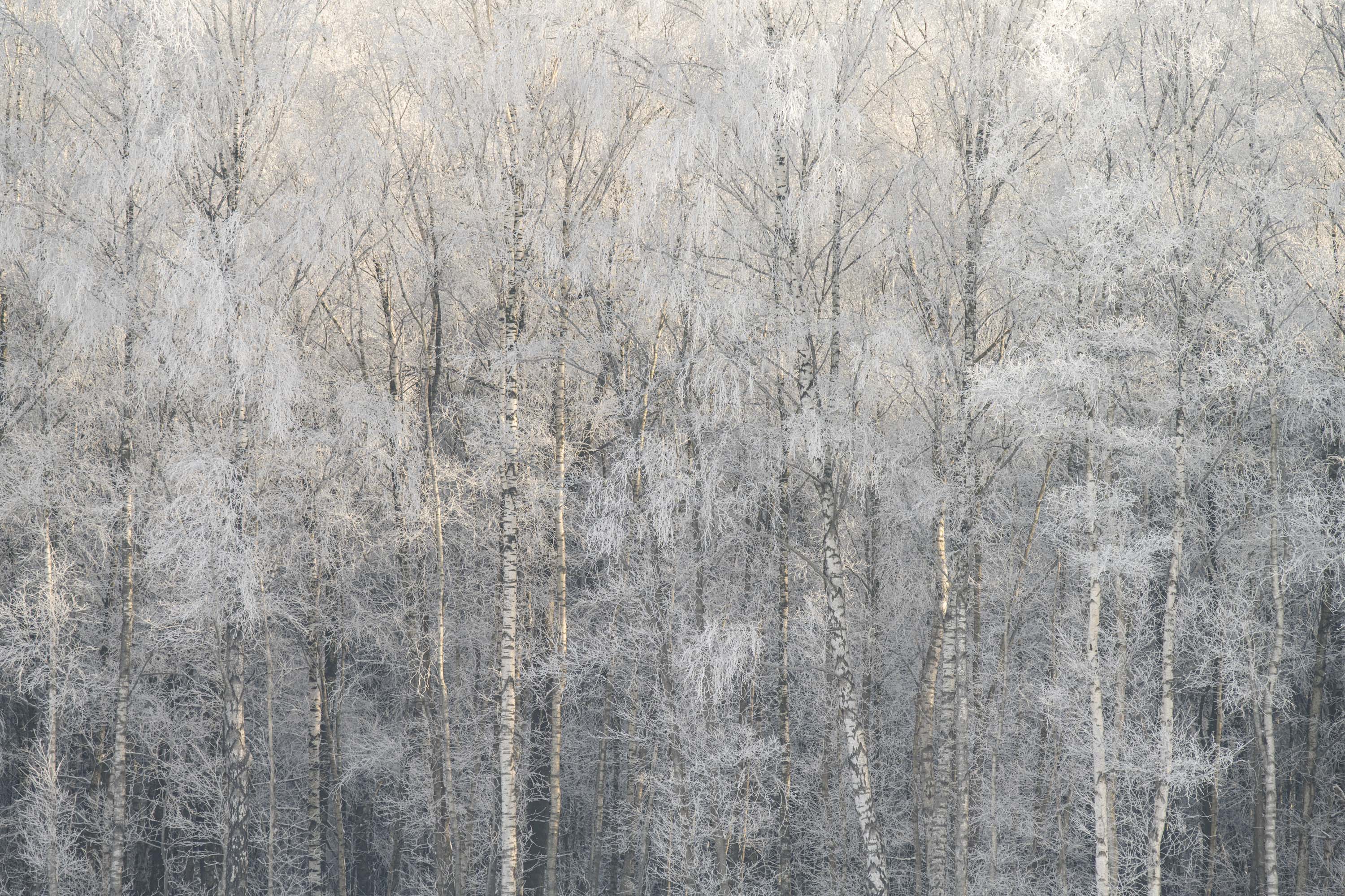 _____winter_________