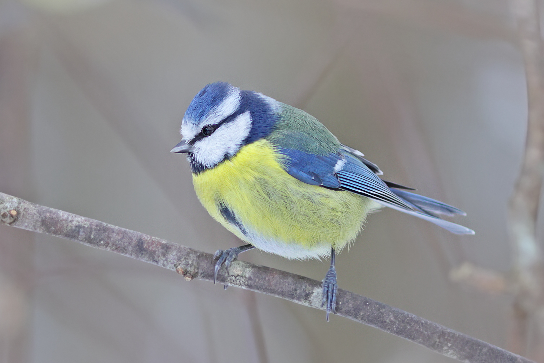 Eine Blaumeise...