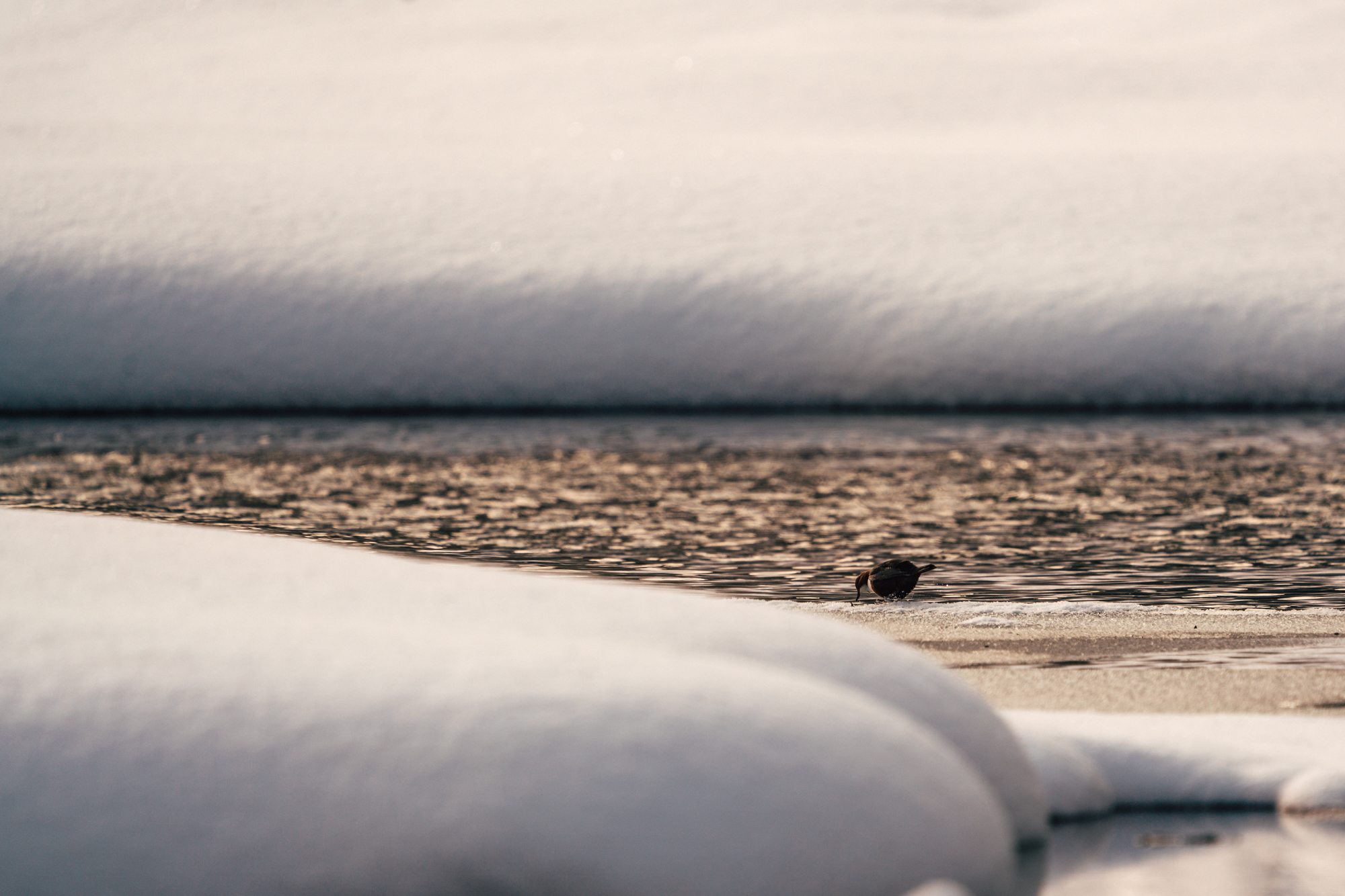 Wasseramsel im Winterhabitat