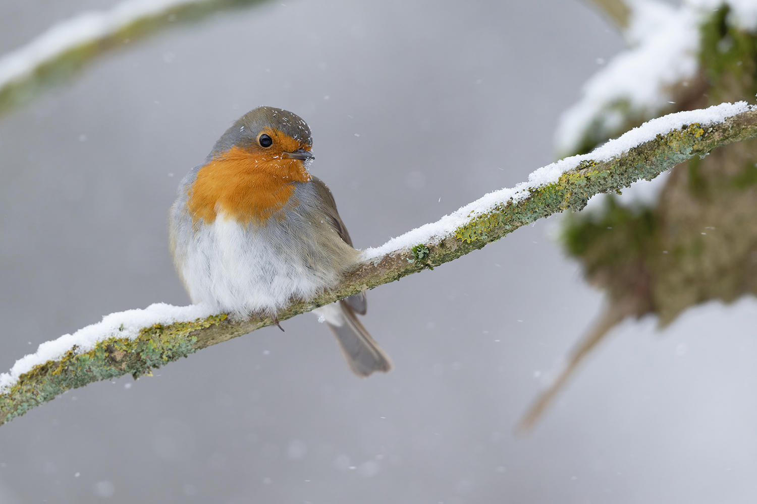 Winter