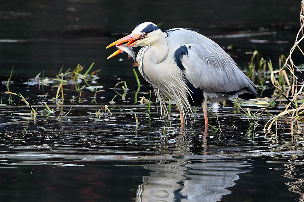 Abendbrot für den Graureiher