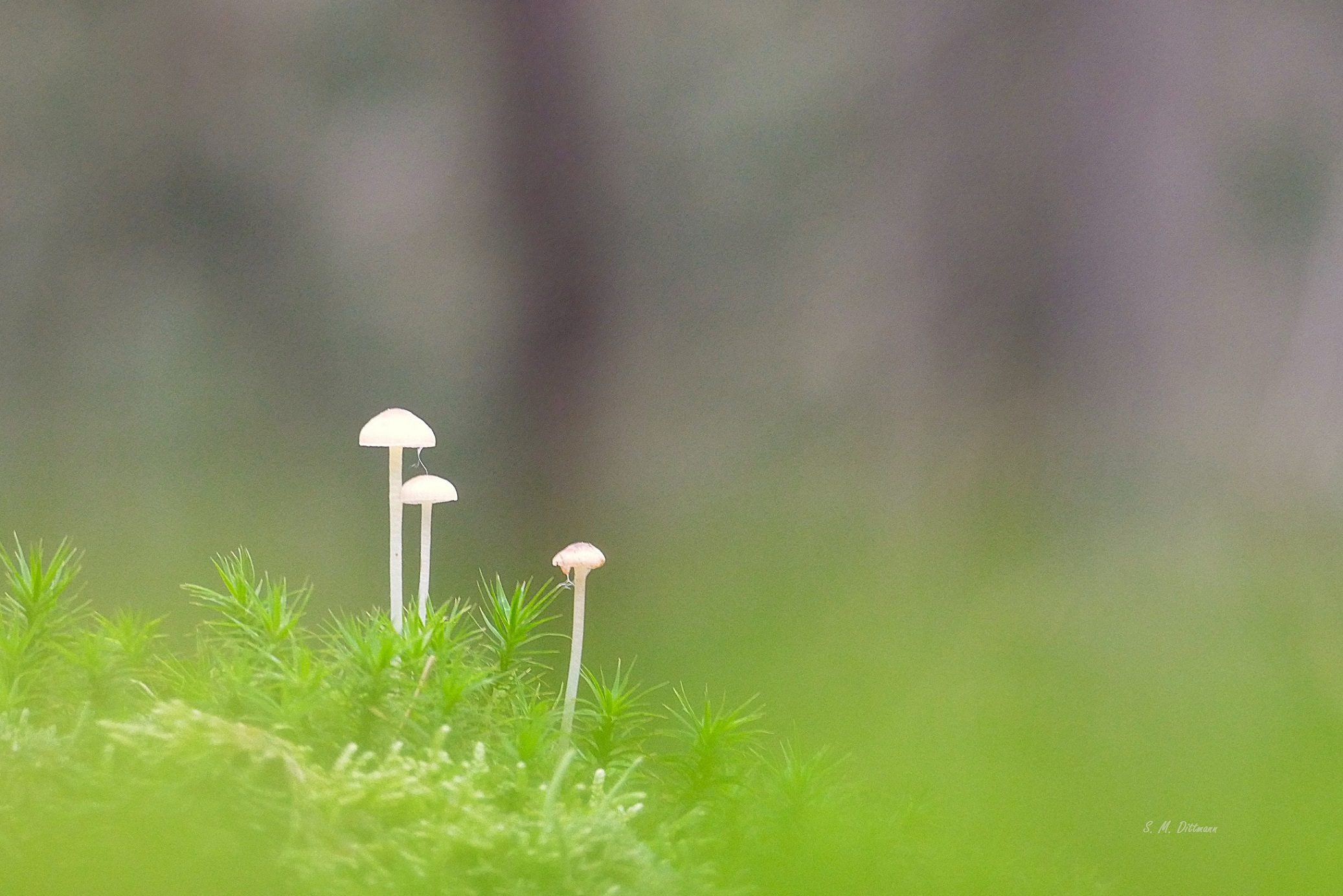 Ein Motiv in Augenhöhe