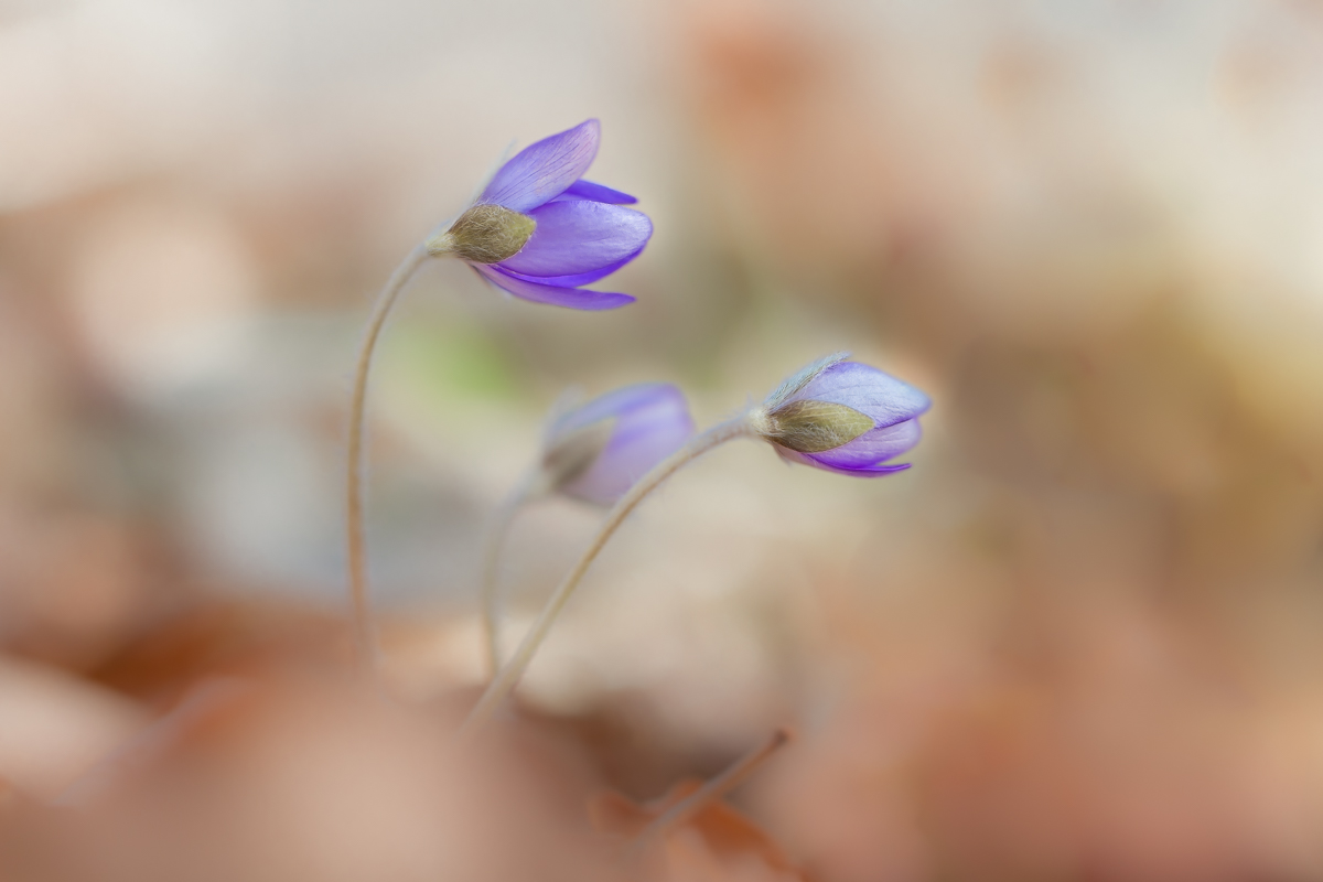 Leberblümchen