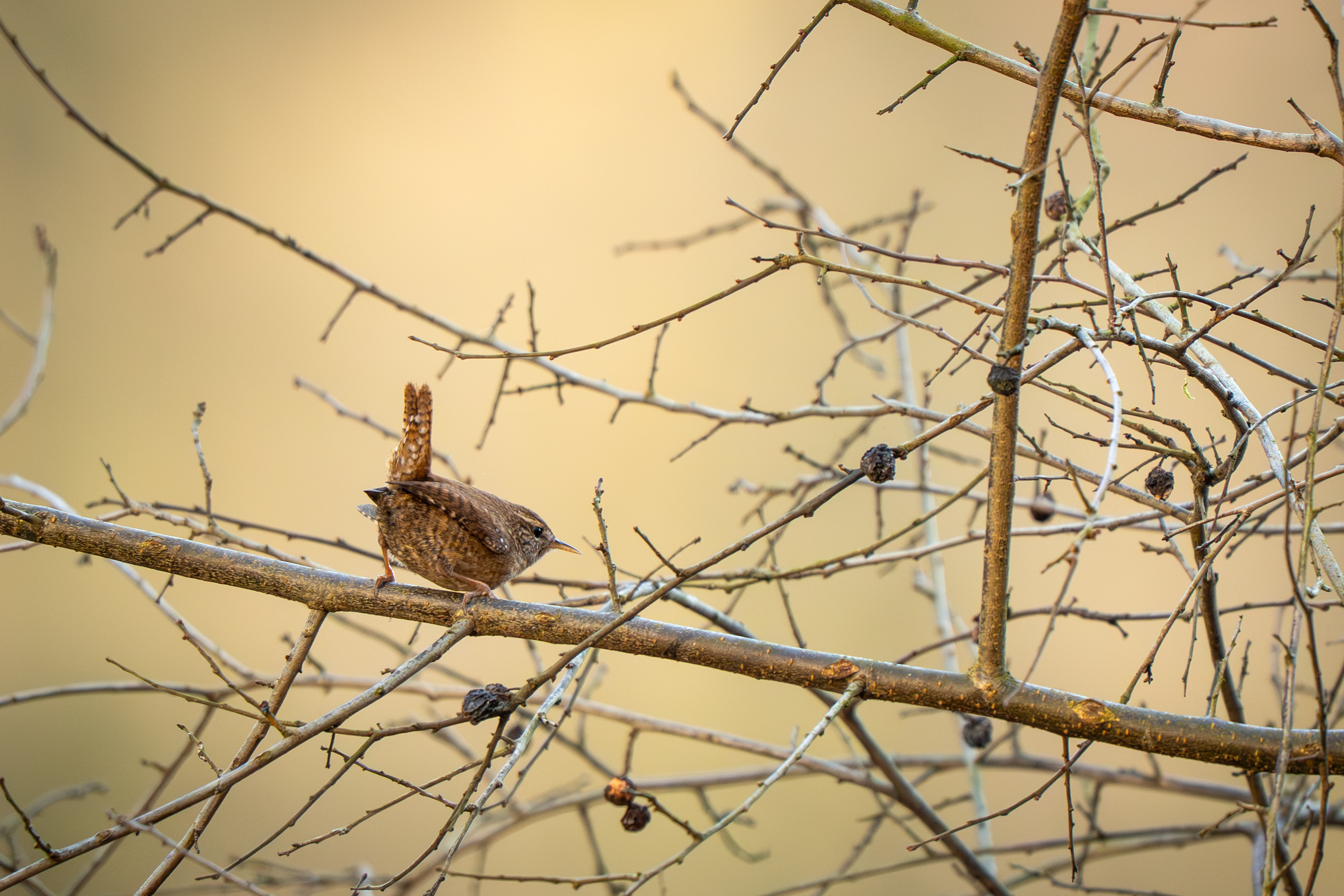 Kleiner König ganz groß