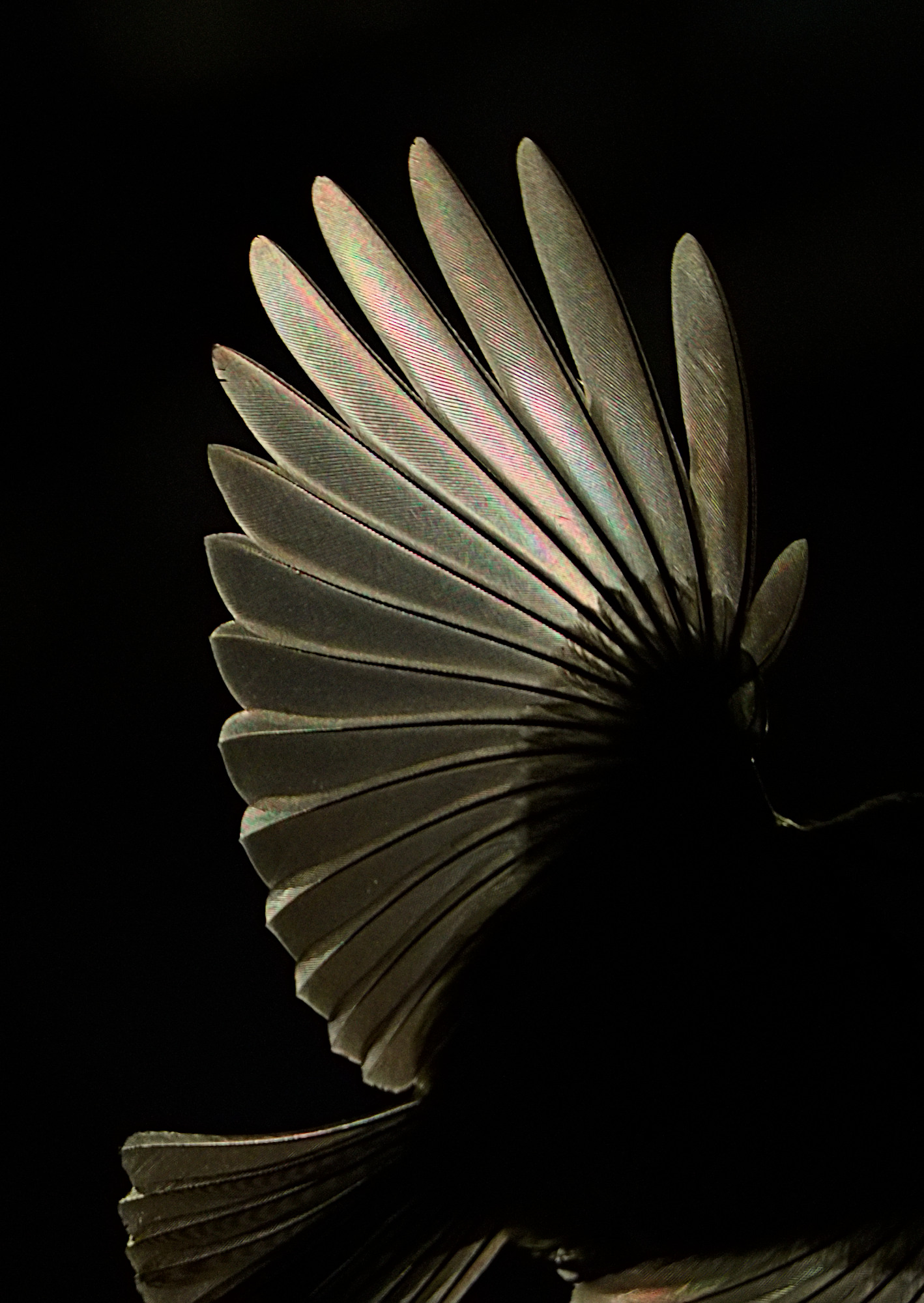 Golden wings