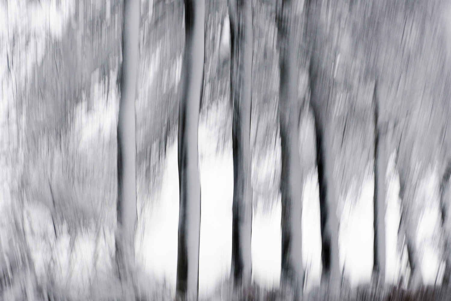 Die Schneeseite der Bäume