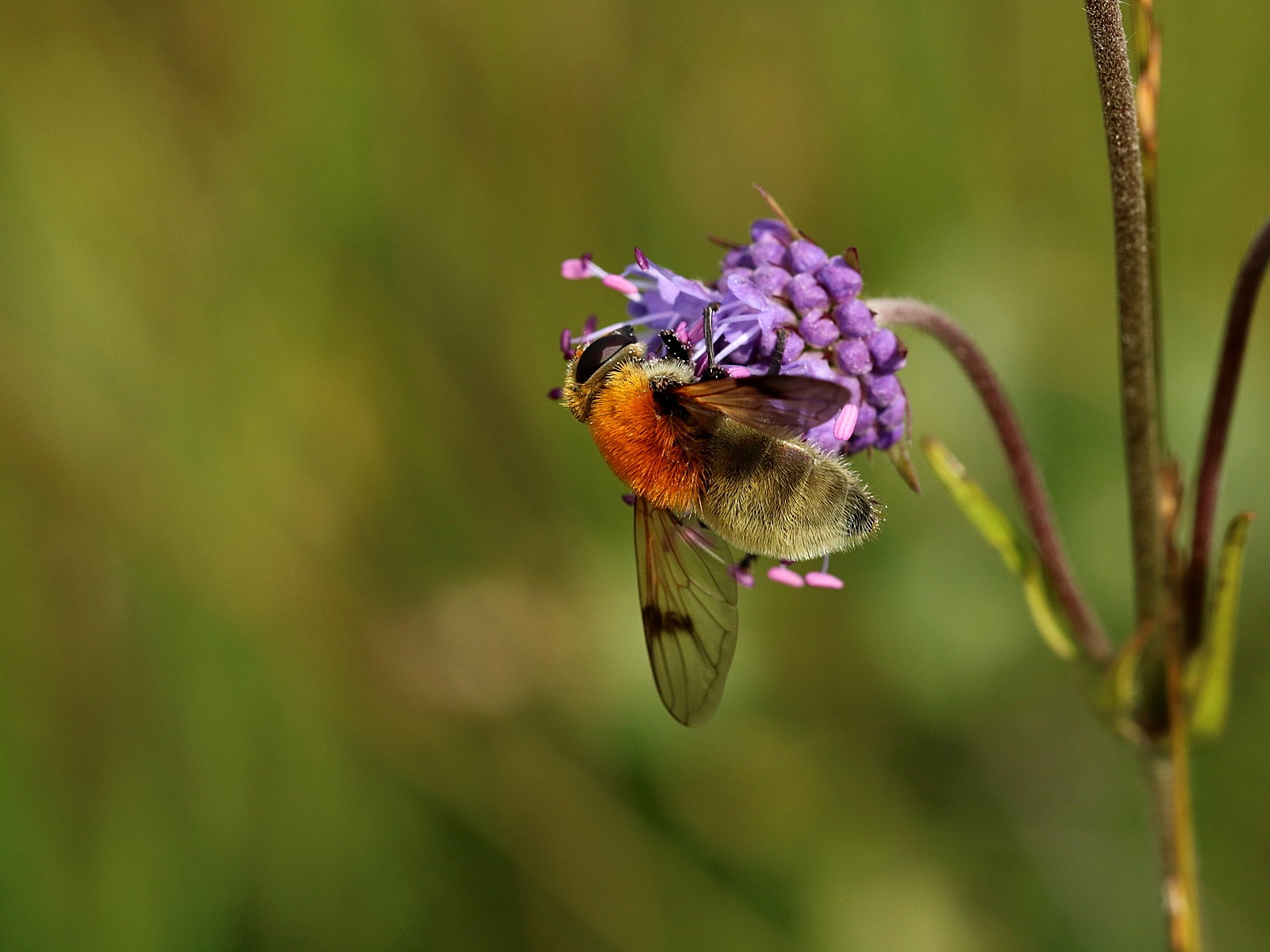 Gelbbraune Gebirgsschwebfliege