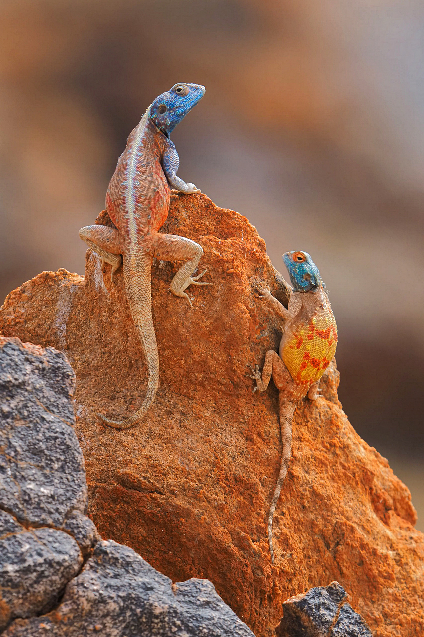 Agama atra in L O V E