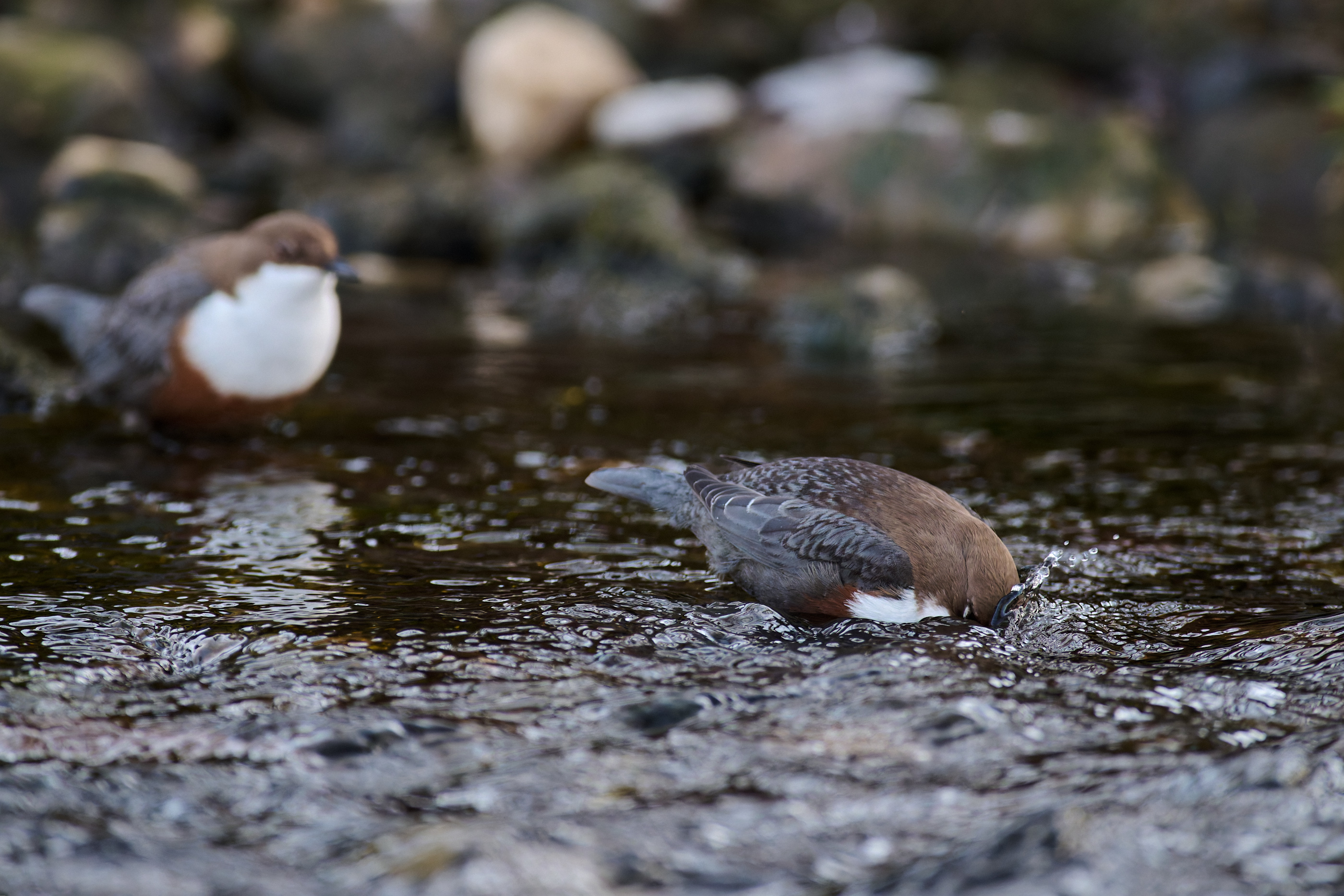 Hoffnung auf Finderlohn