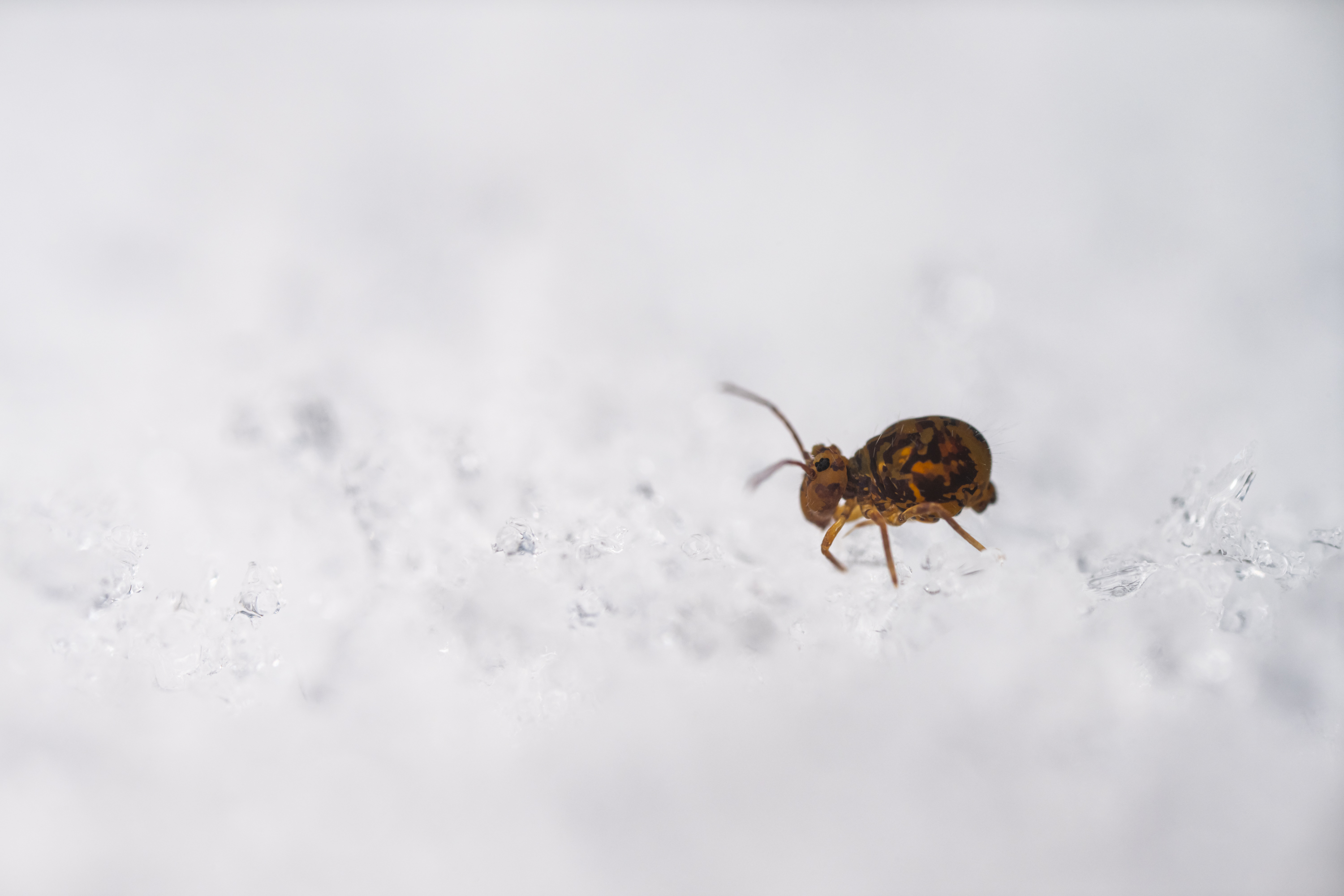 Kugelspringer on ice