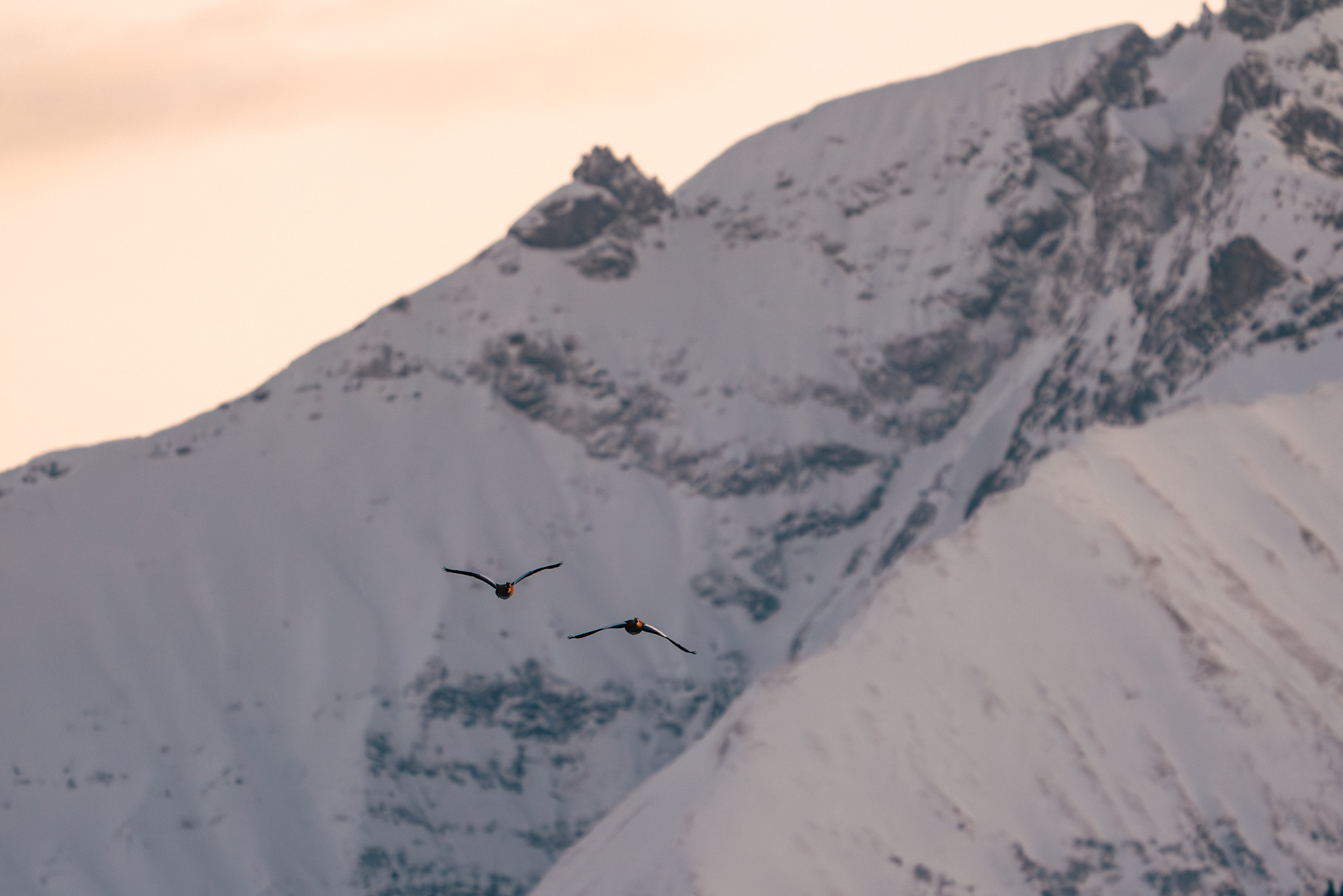 Nilgänse Alpenflug