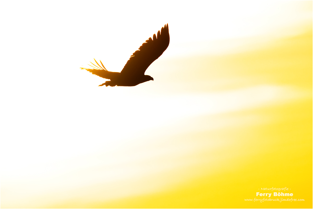 Silhouette des Königs