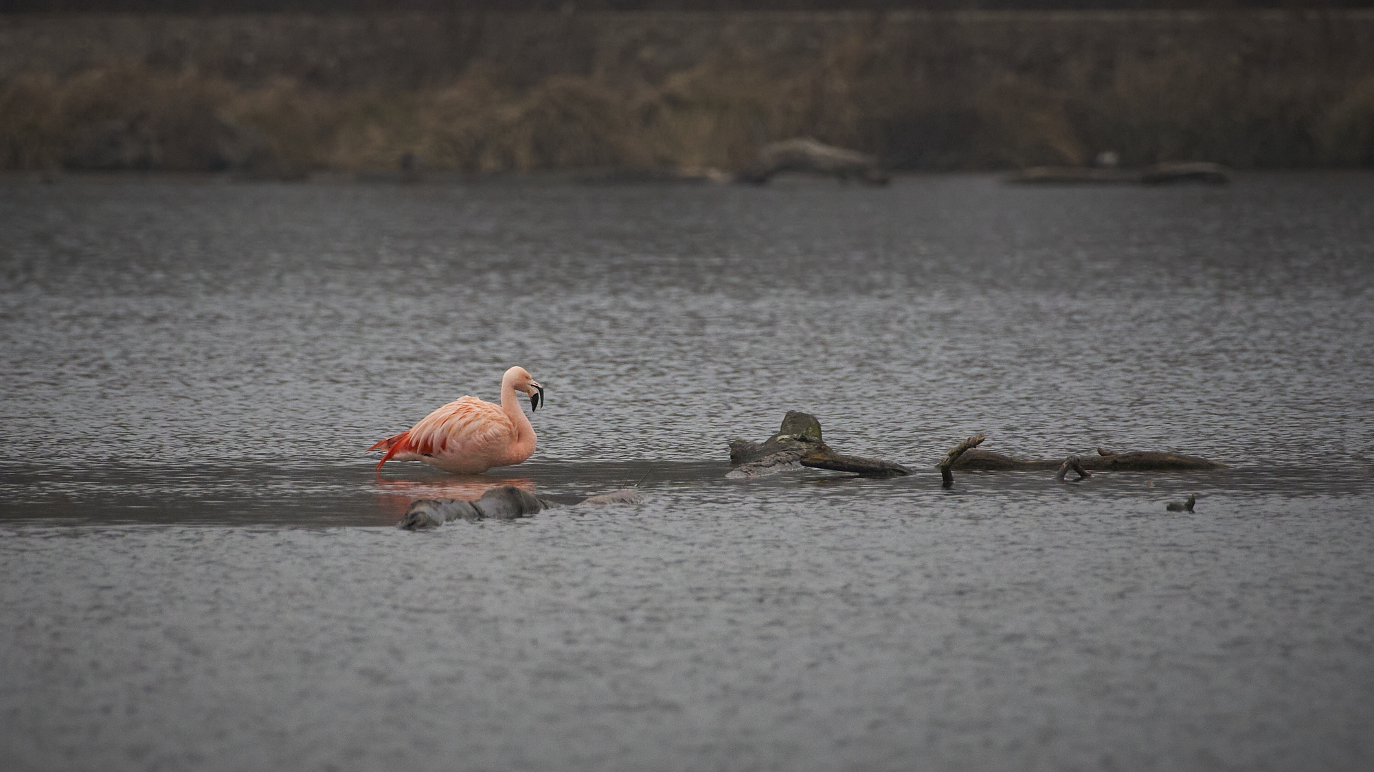 Was will ich in der Camargue...