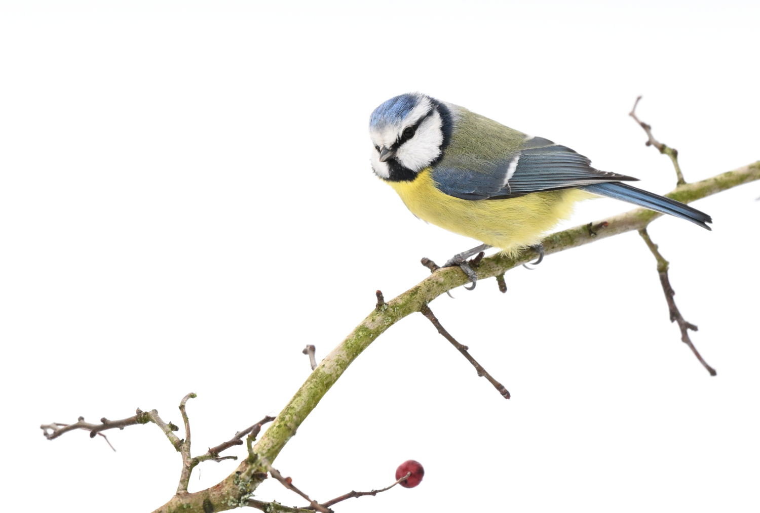 Blaumeise im Winter