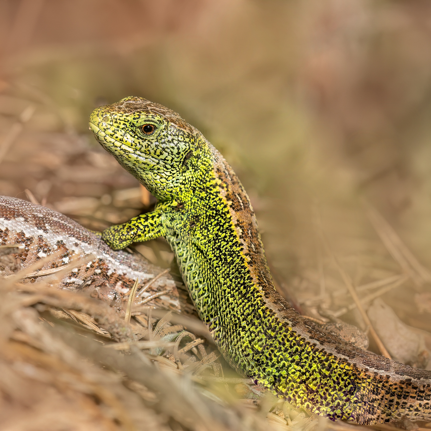 Zauneidechsen-Männchen ...