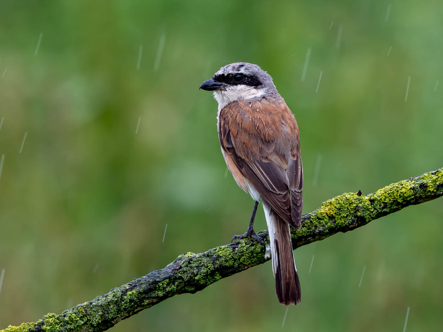 Schietwetter