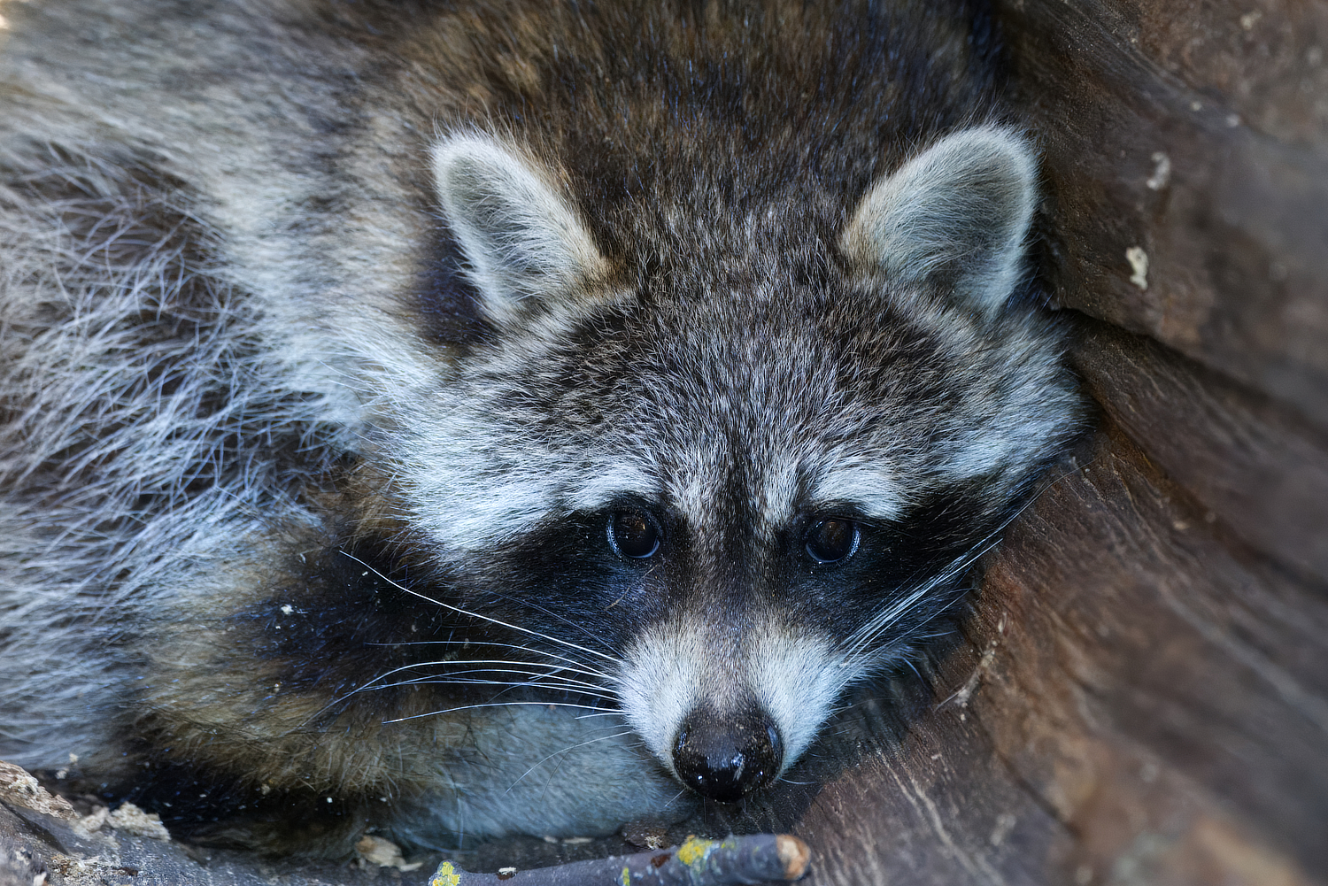 Waschbär