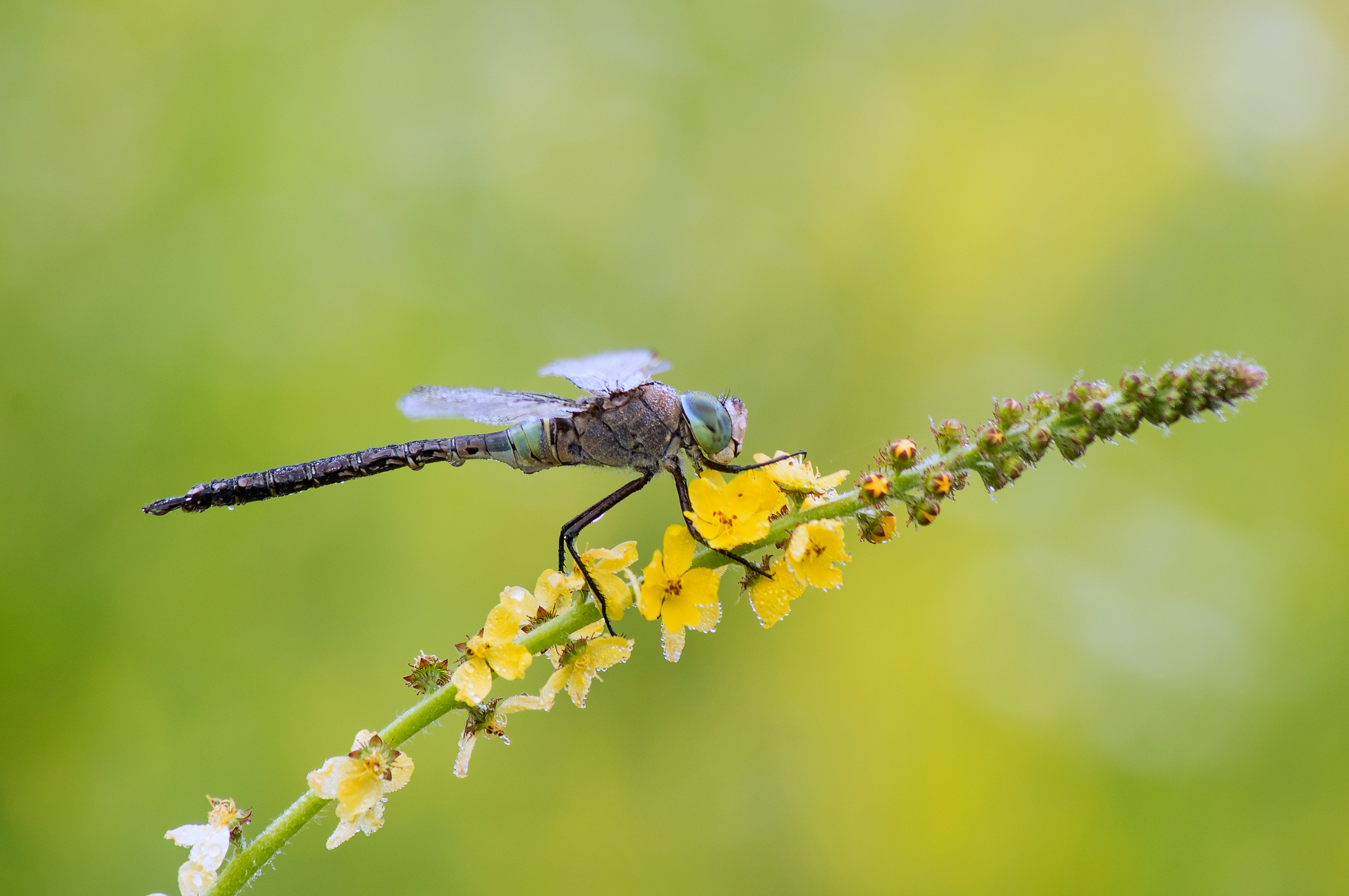 Libelle