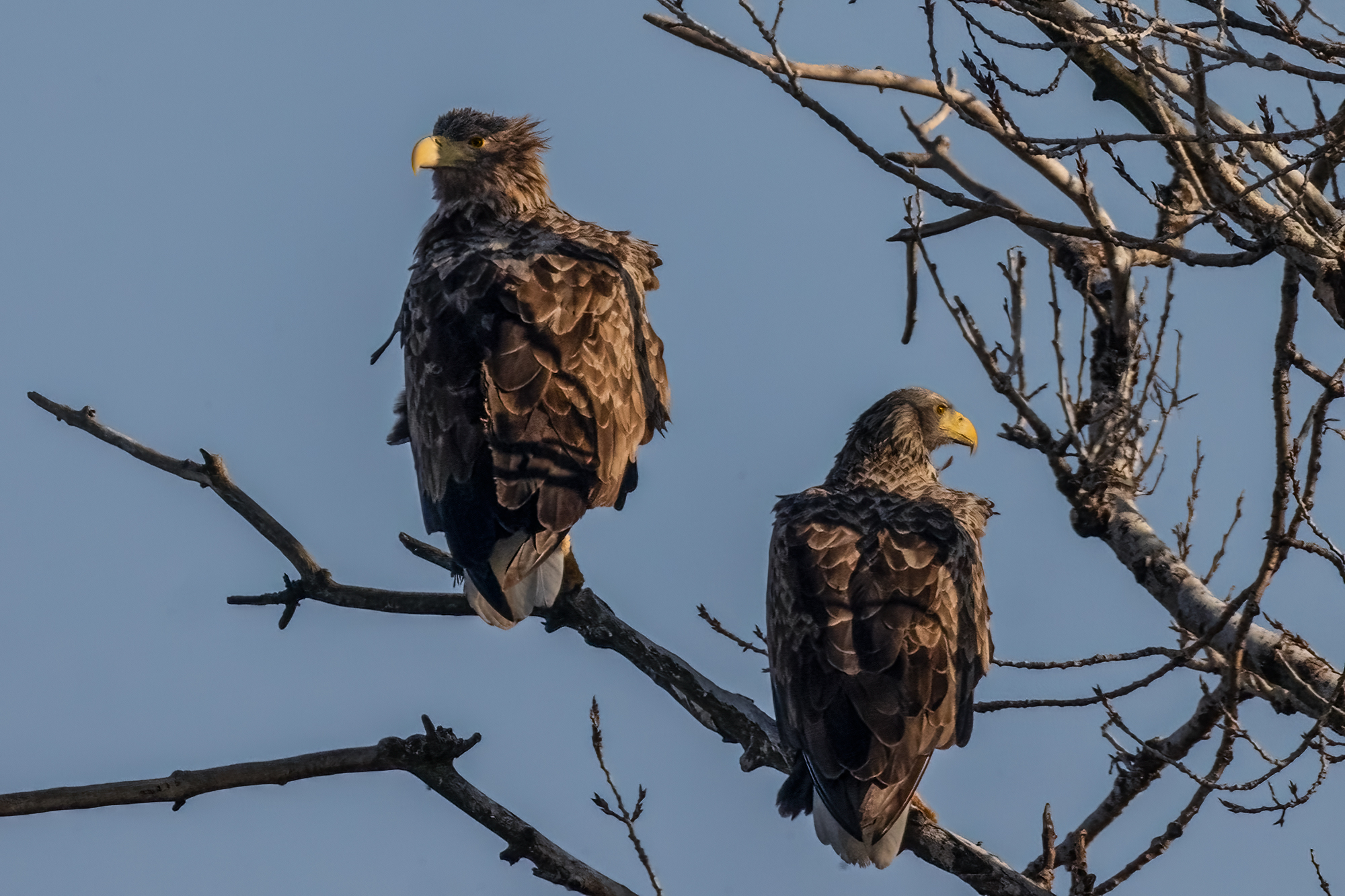 ... im Morgenlicht ...