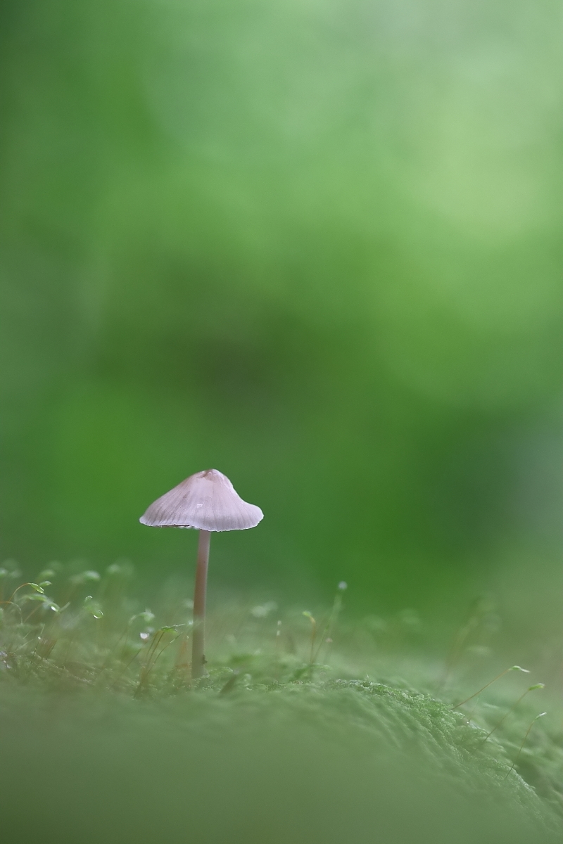 Ein Pilzlein im Moos