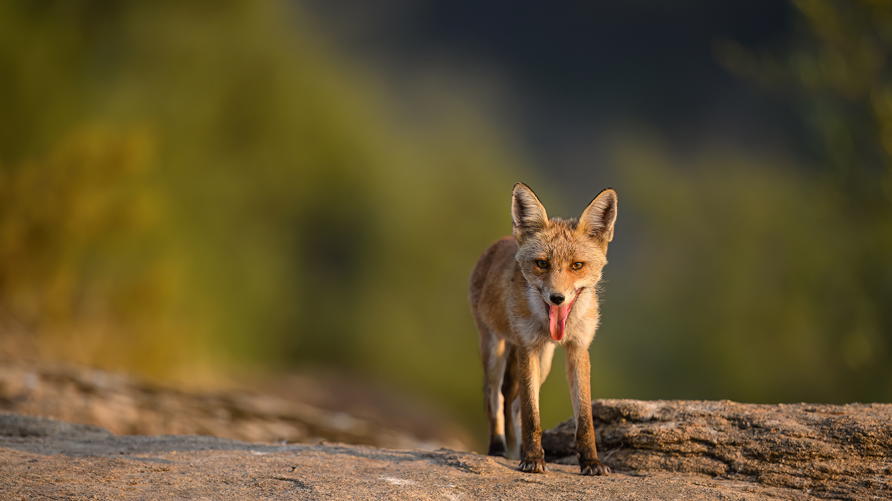 Fuchs