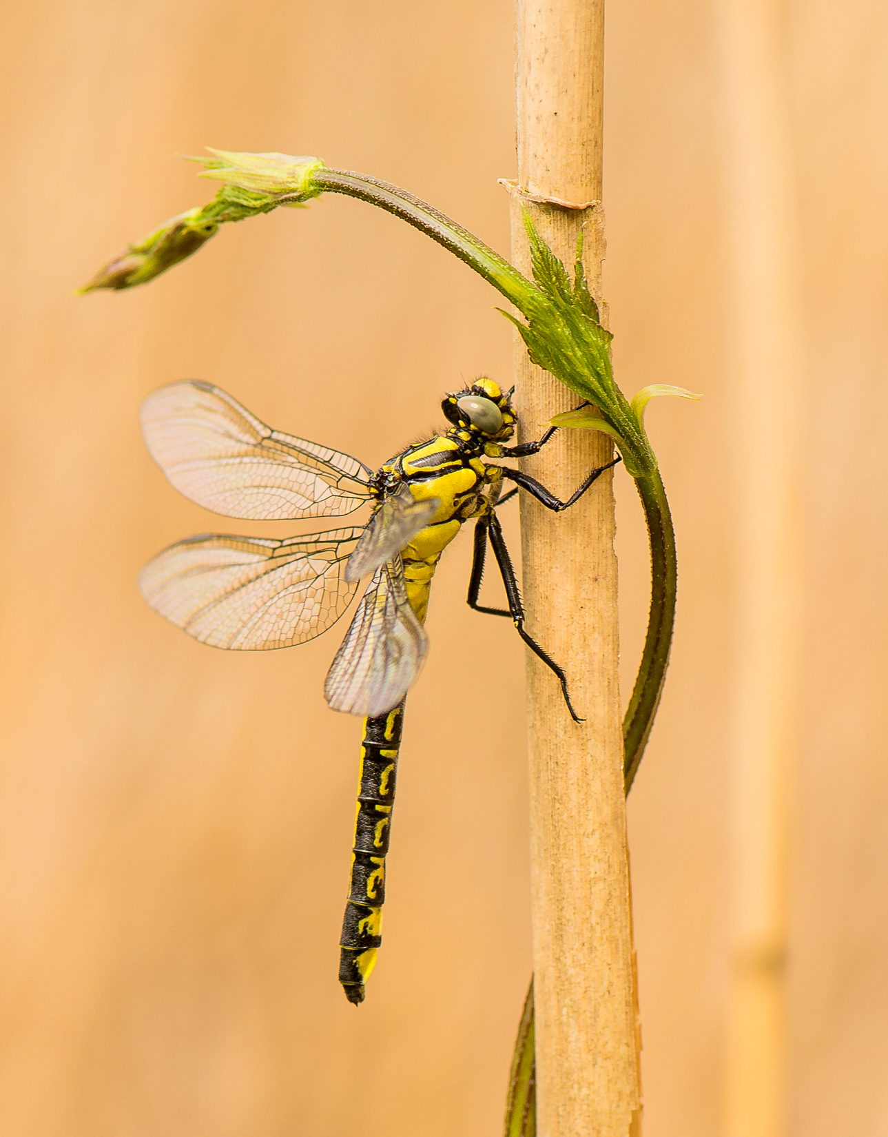 Libelle
