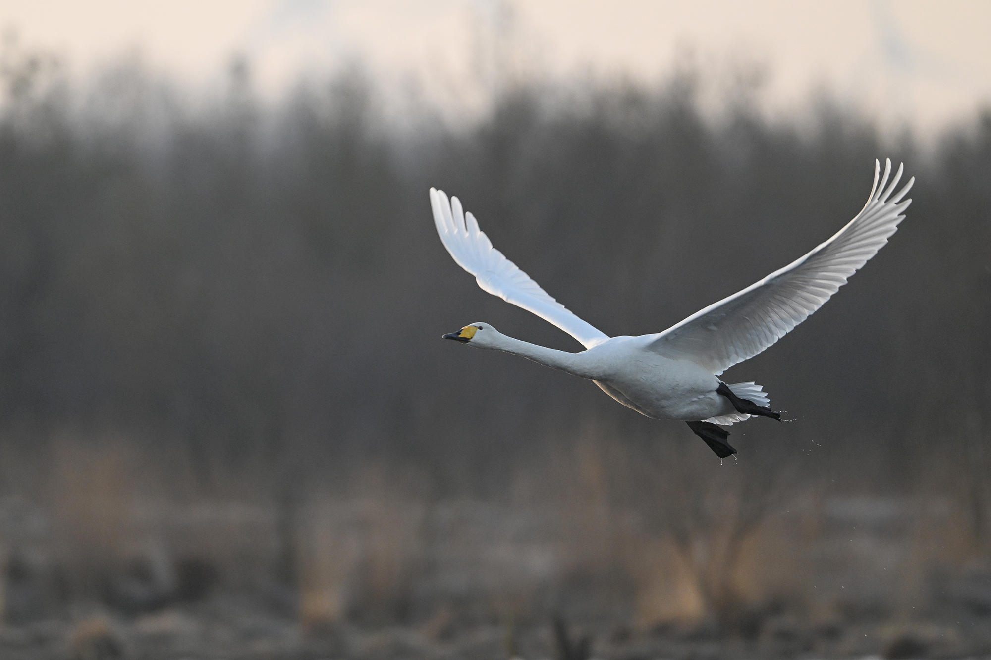 Singschwan