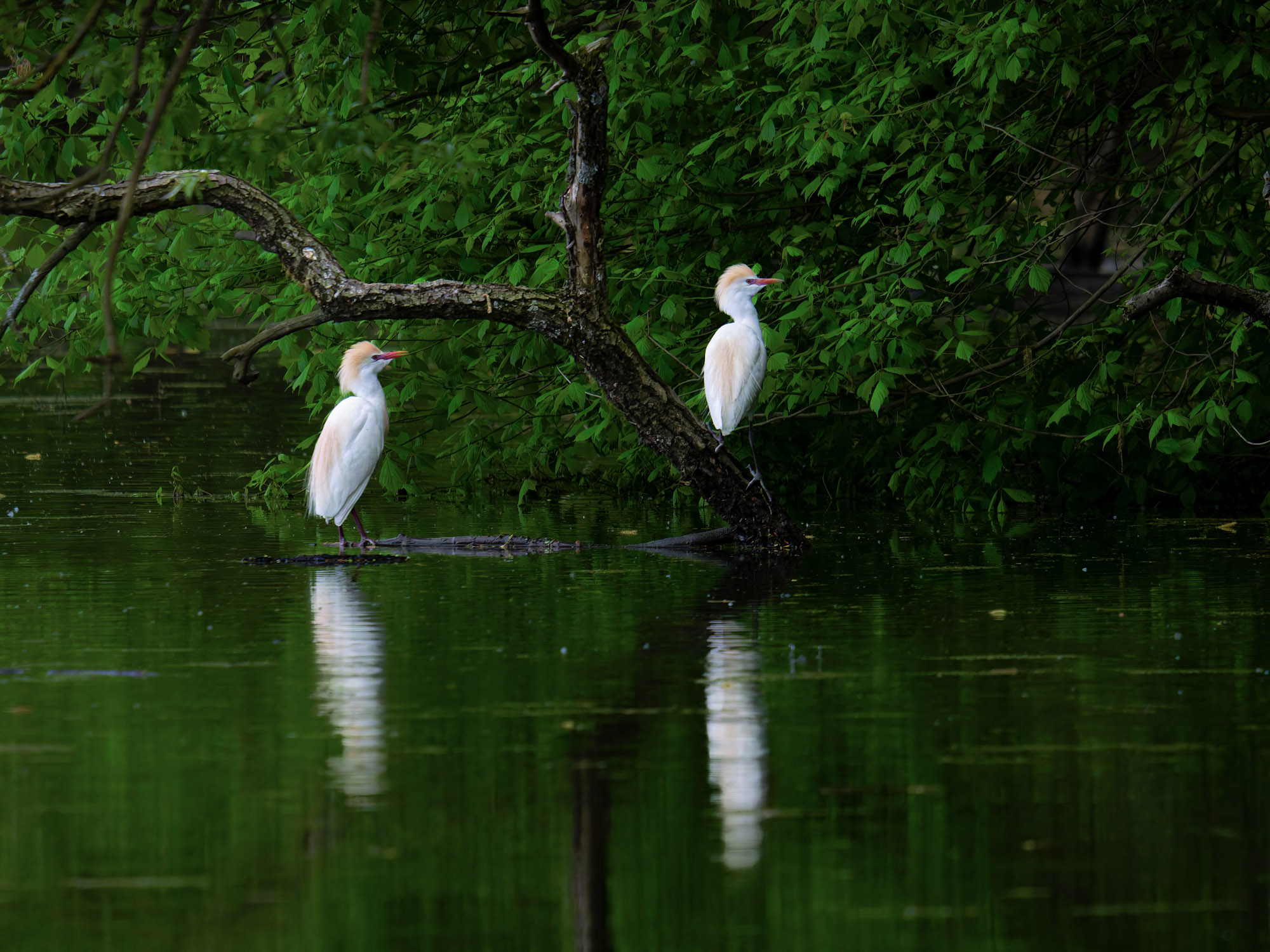 Kuhreiher