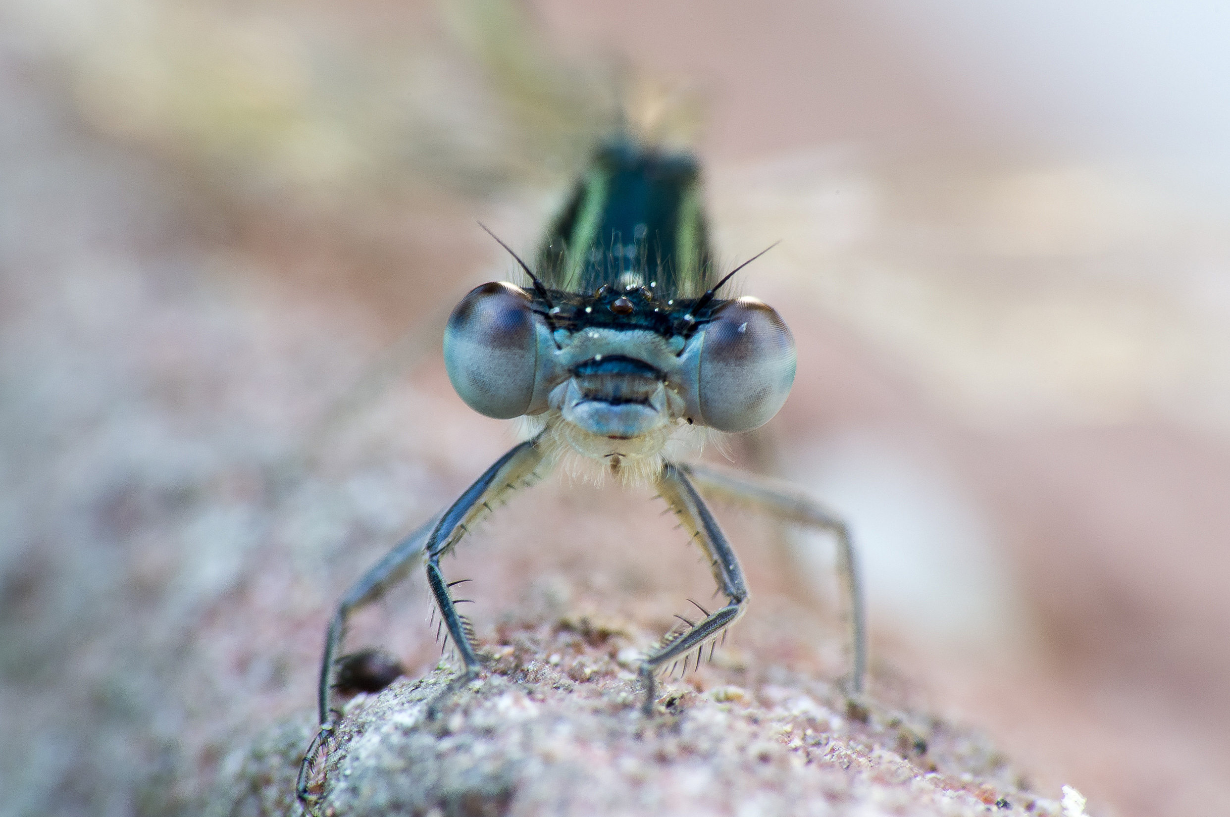 Libelle