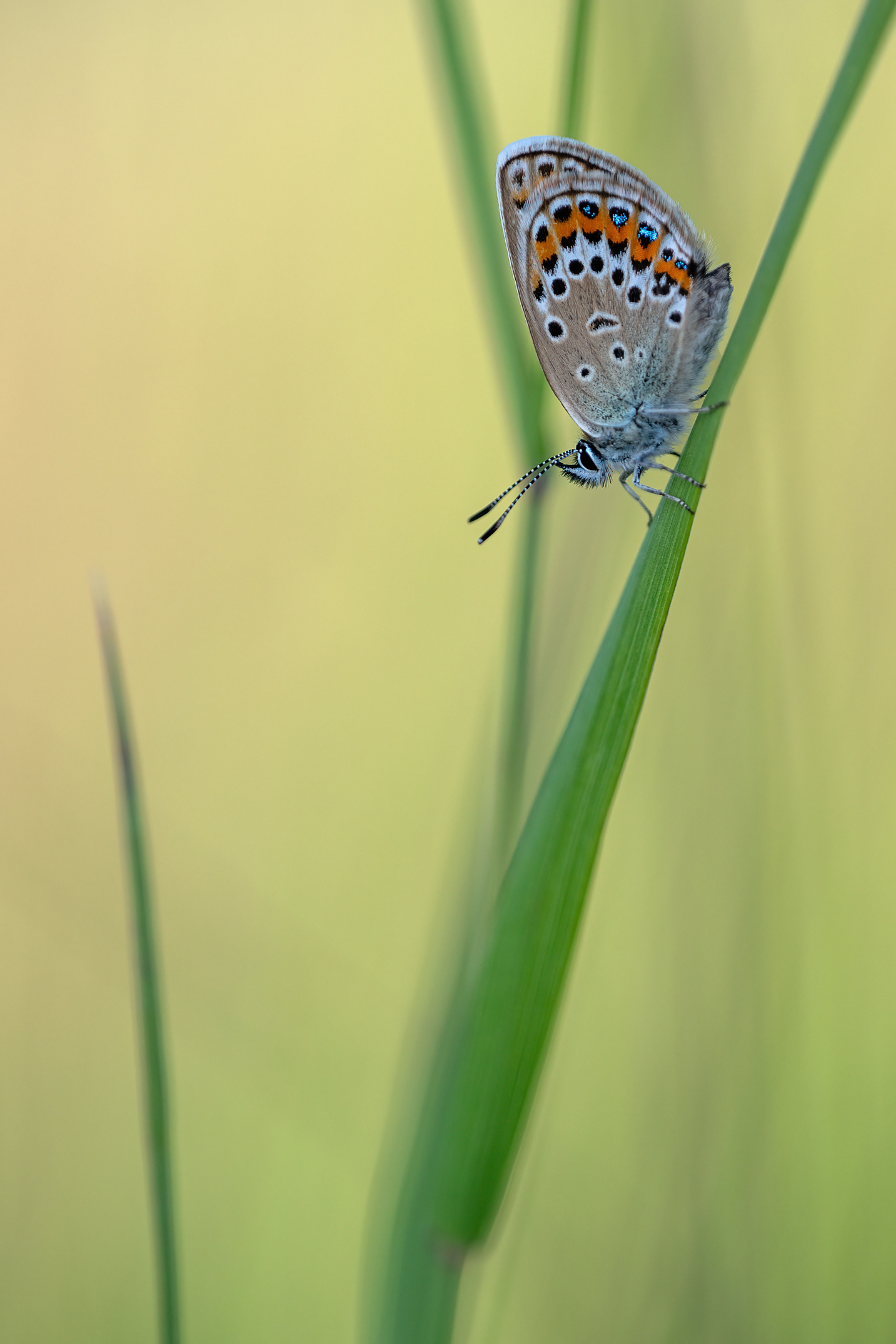 Plebejus argus ...