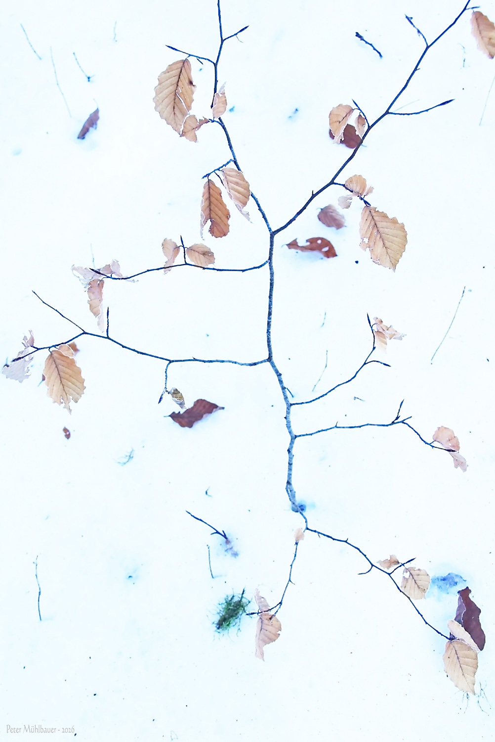 Buchenstrichbäumchen