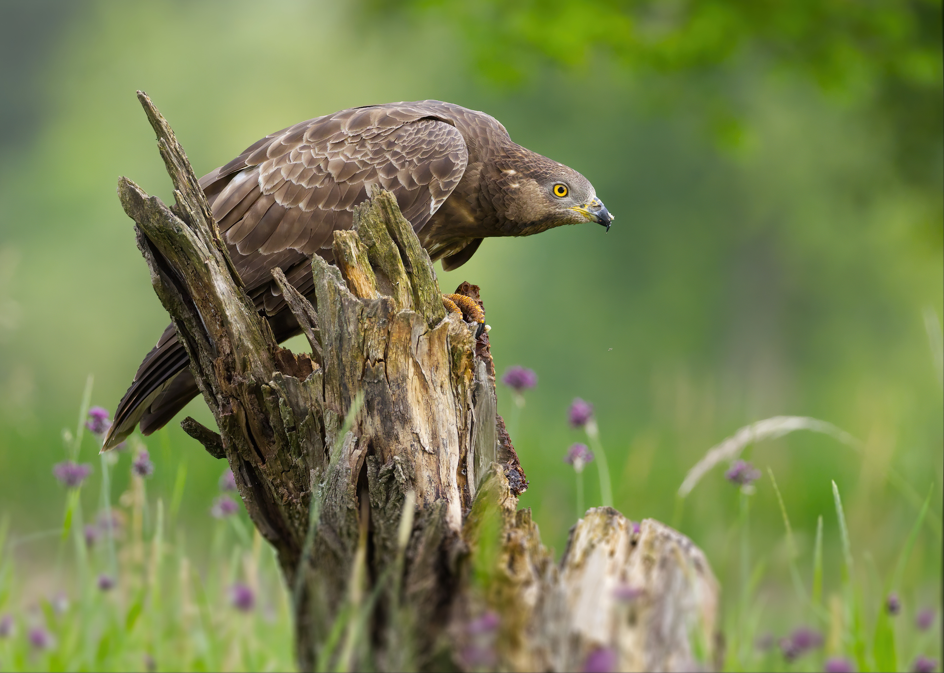 Wespenbussard