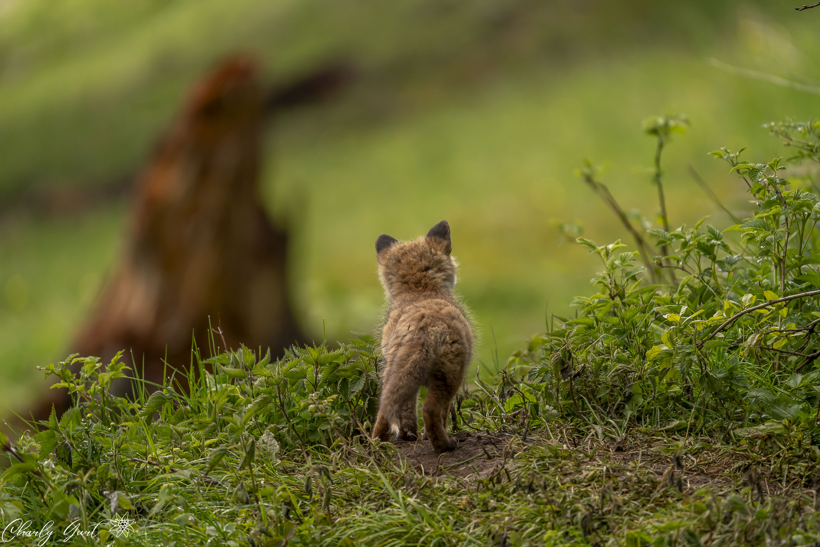 Wo geht die Mutter wohl hin