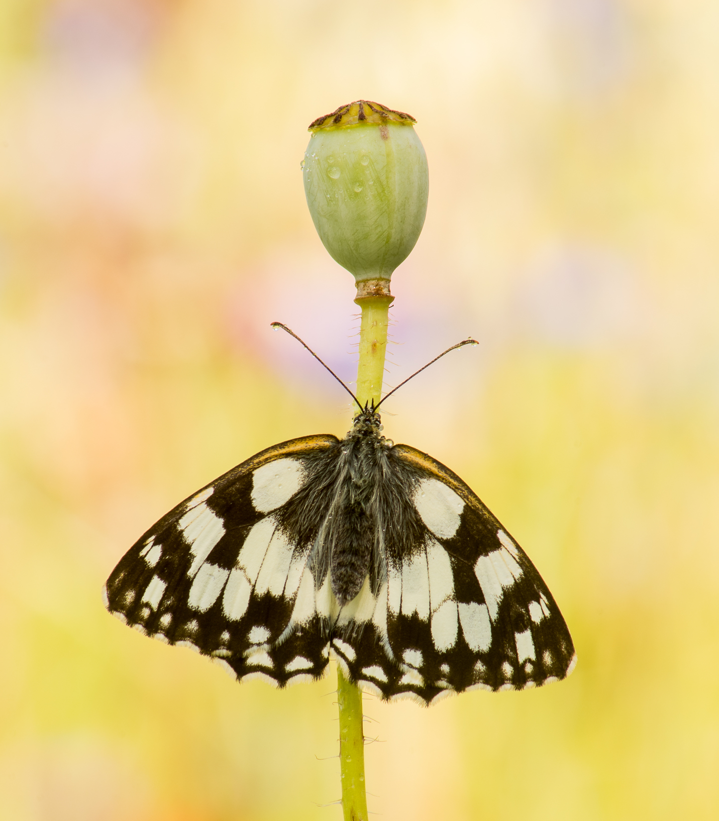 Schachbrettfalter