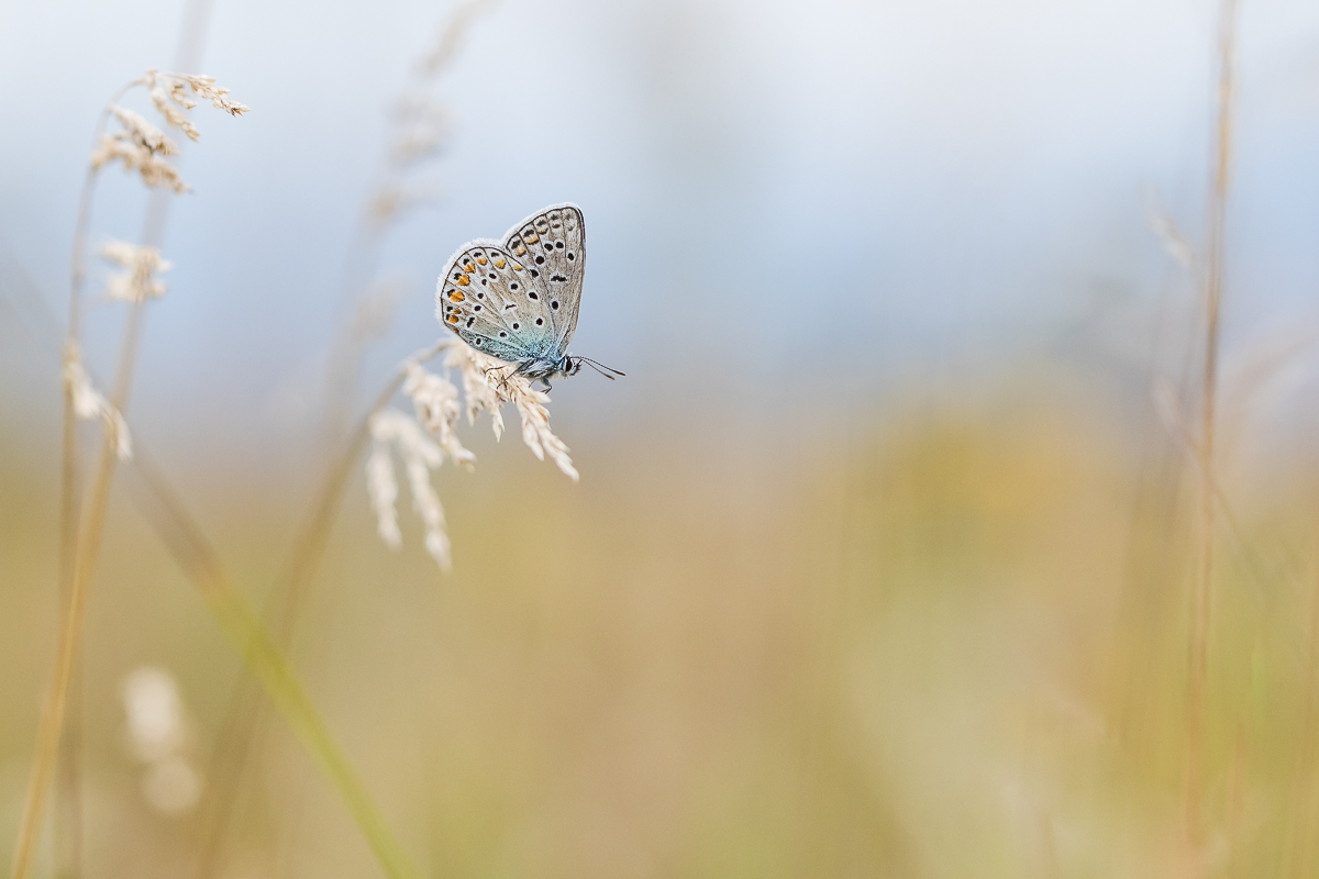 Bläuling in der Wiese