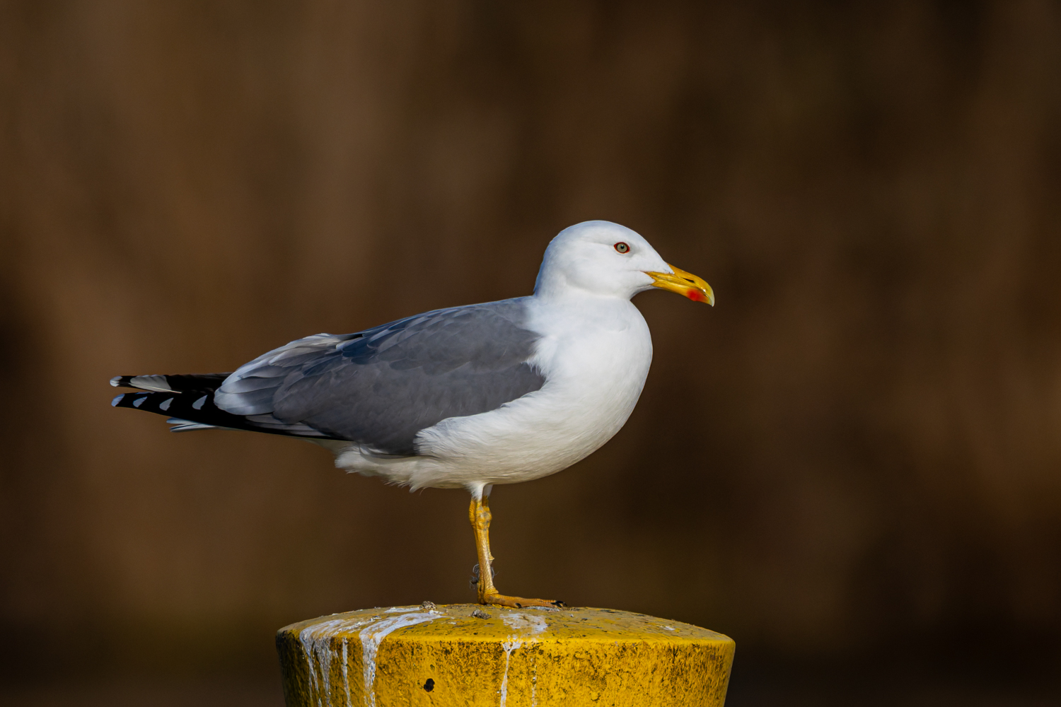 Mittelmeermöwe