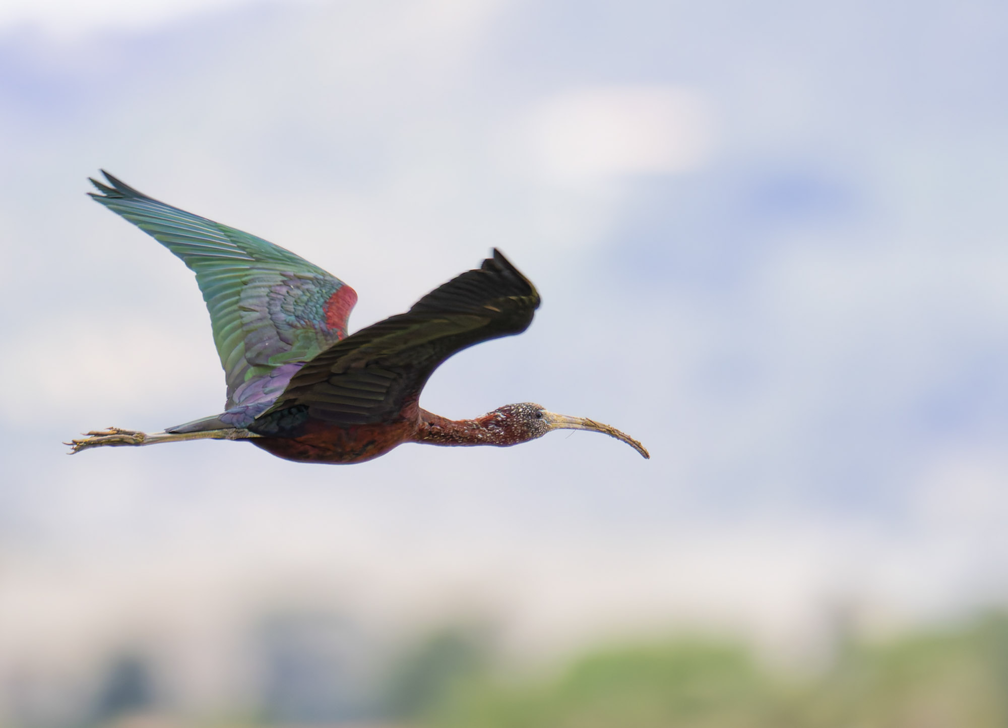 Ein brauner Sichler im schönen Prachtkleid