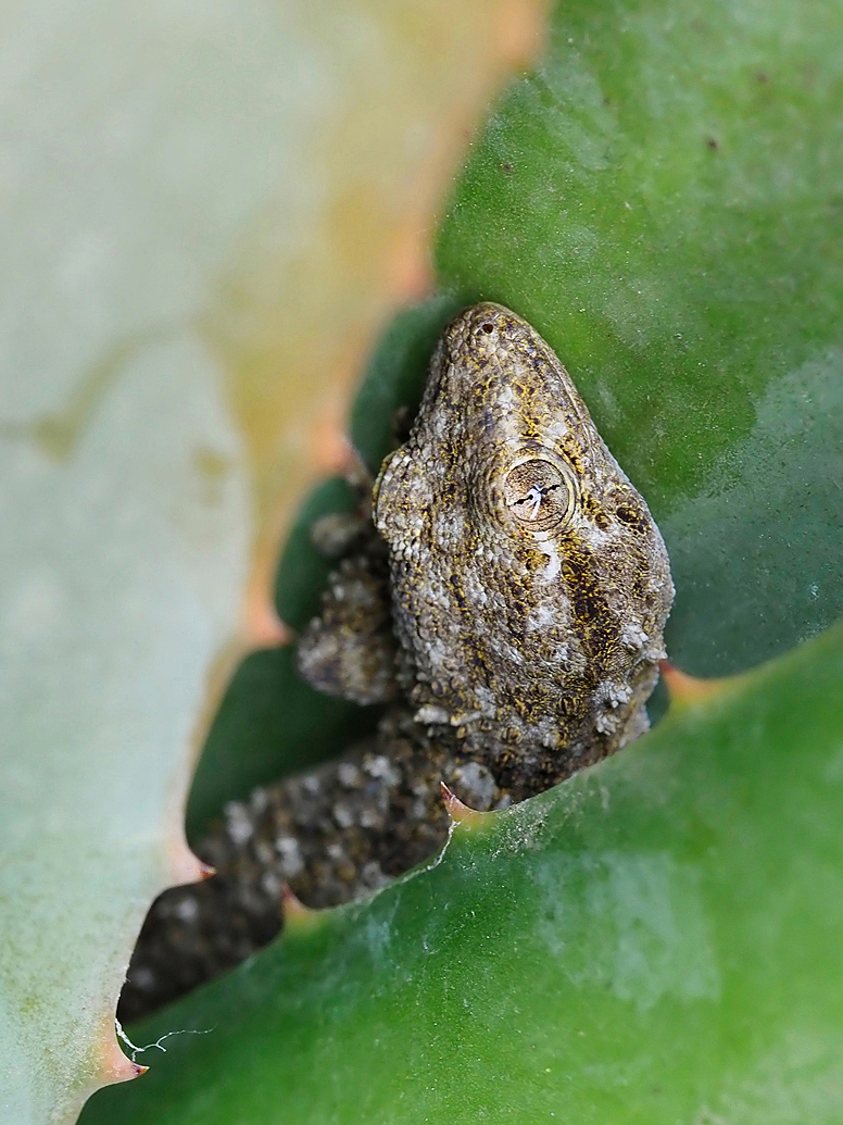 Gecko in Aloe Vera