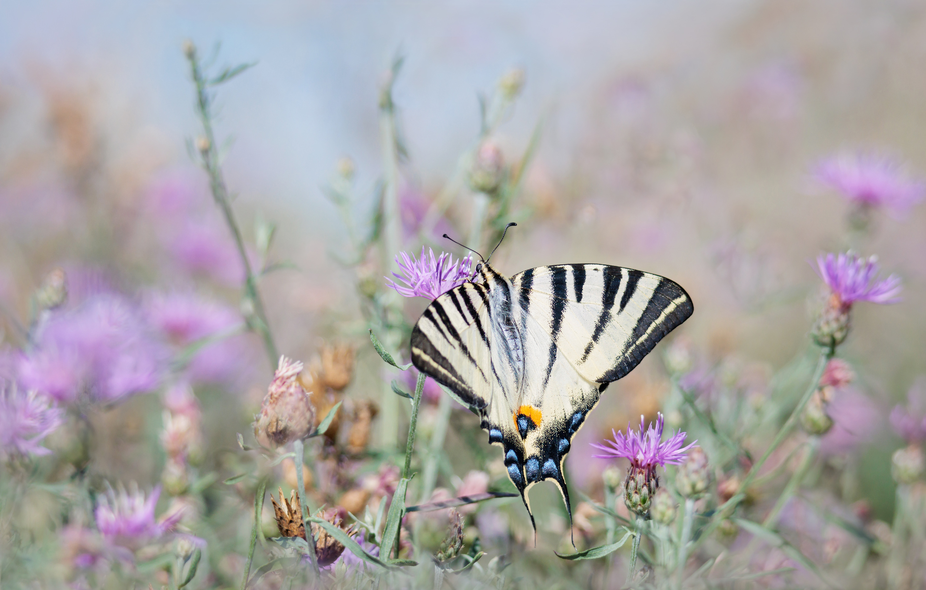 Letzte Generation....