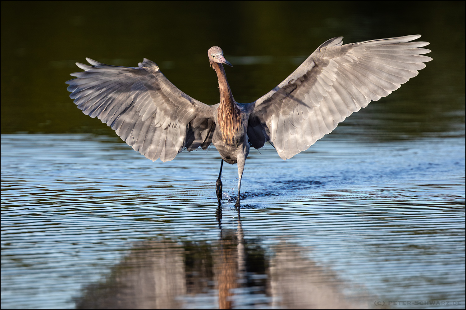 Rötelreiher (Egretta rufescens)