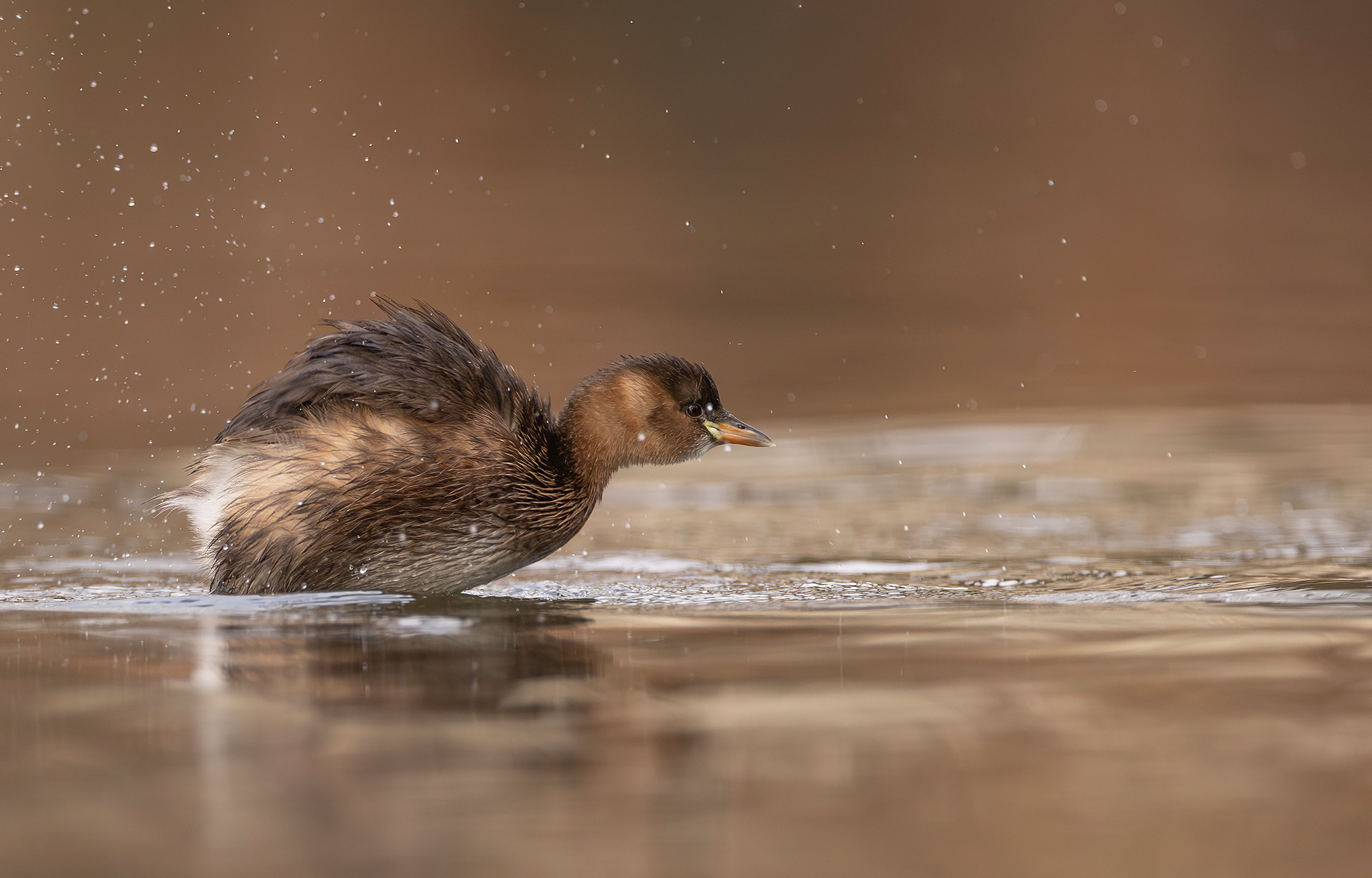 Zwergtaucher im Winterkleid