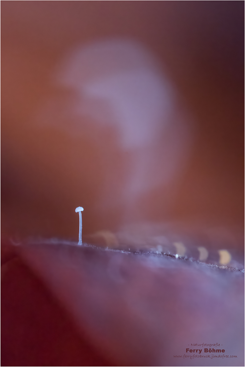 ... auf der Rippe eines Buchenblattes ...