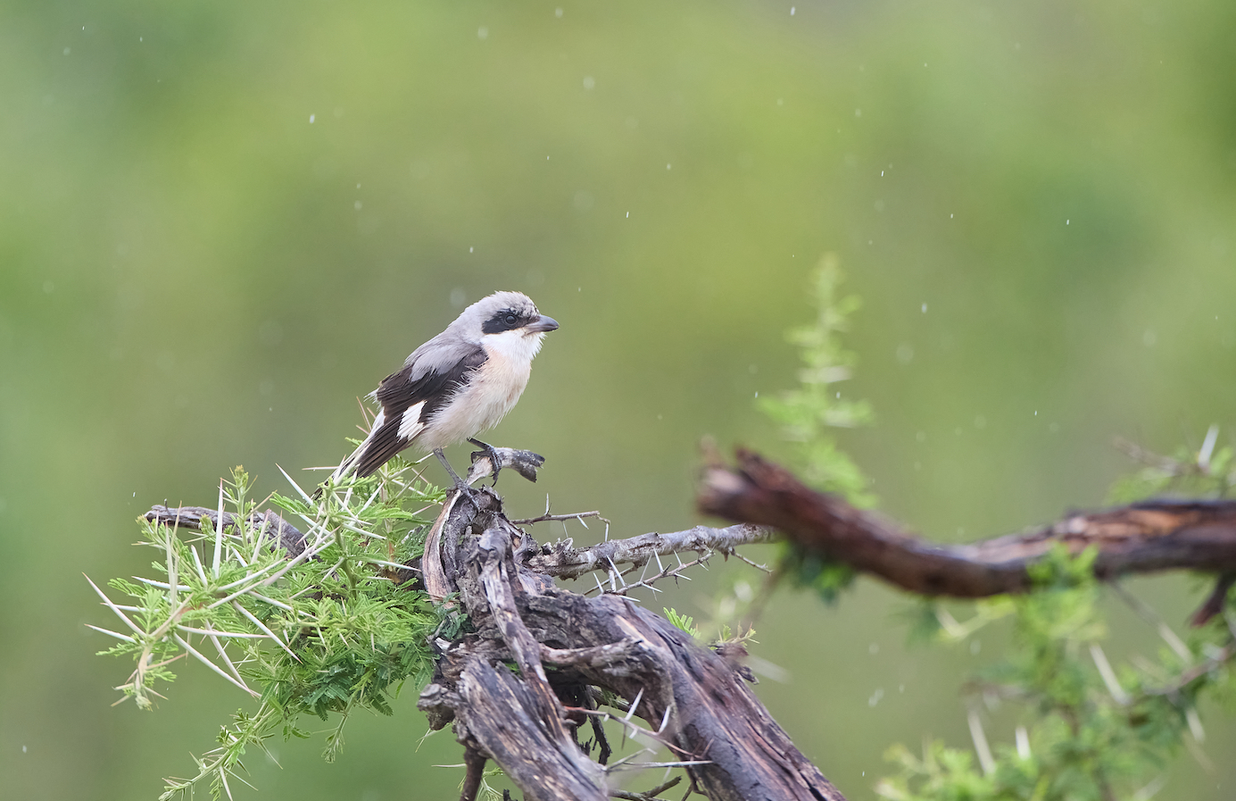 Schwarzstirnwürger - Lesser grey shrike