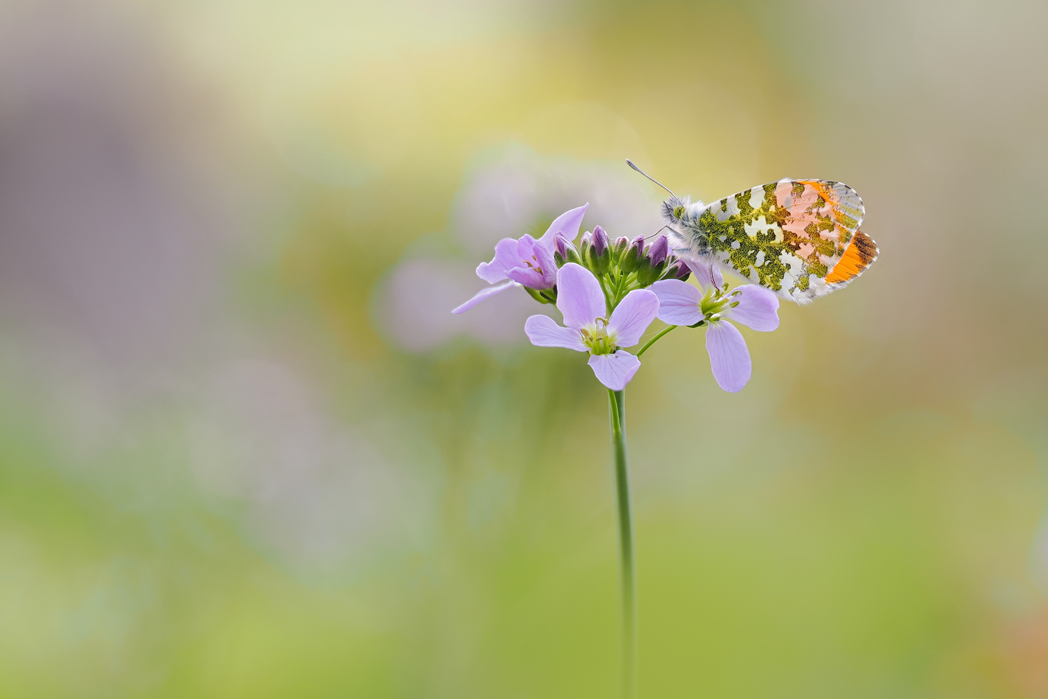 In gut2 Monaten können die Aurorafalter als erste wieder schlüpfen