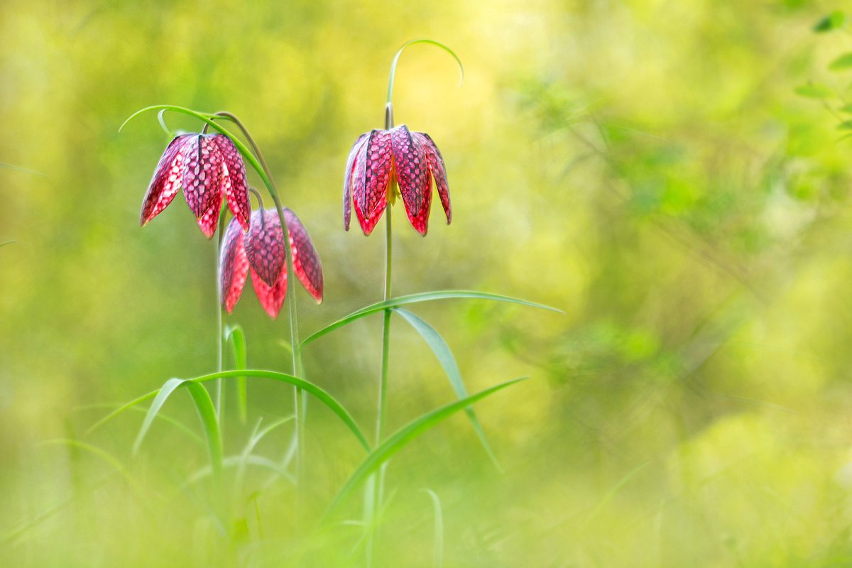 Drei Wiesenkumpels