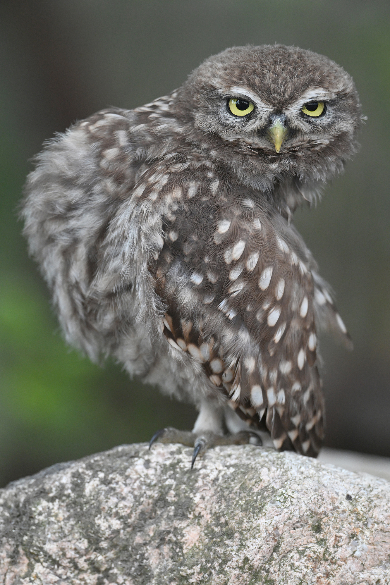 Kauziger Kauz