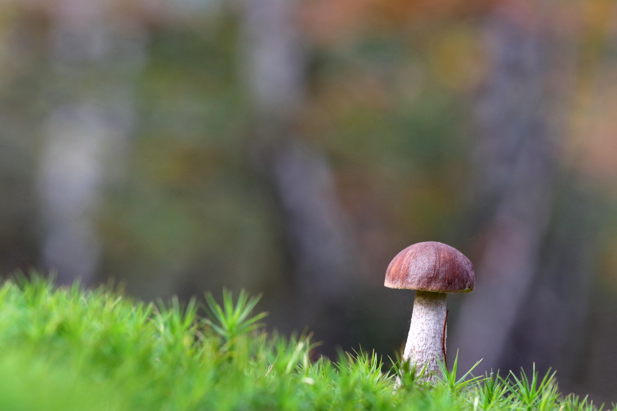 Birken-Pilz