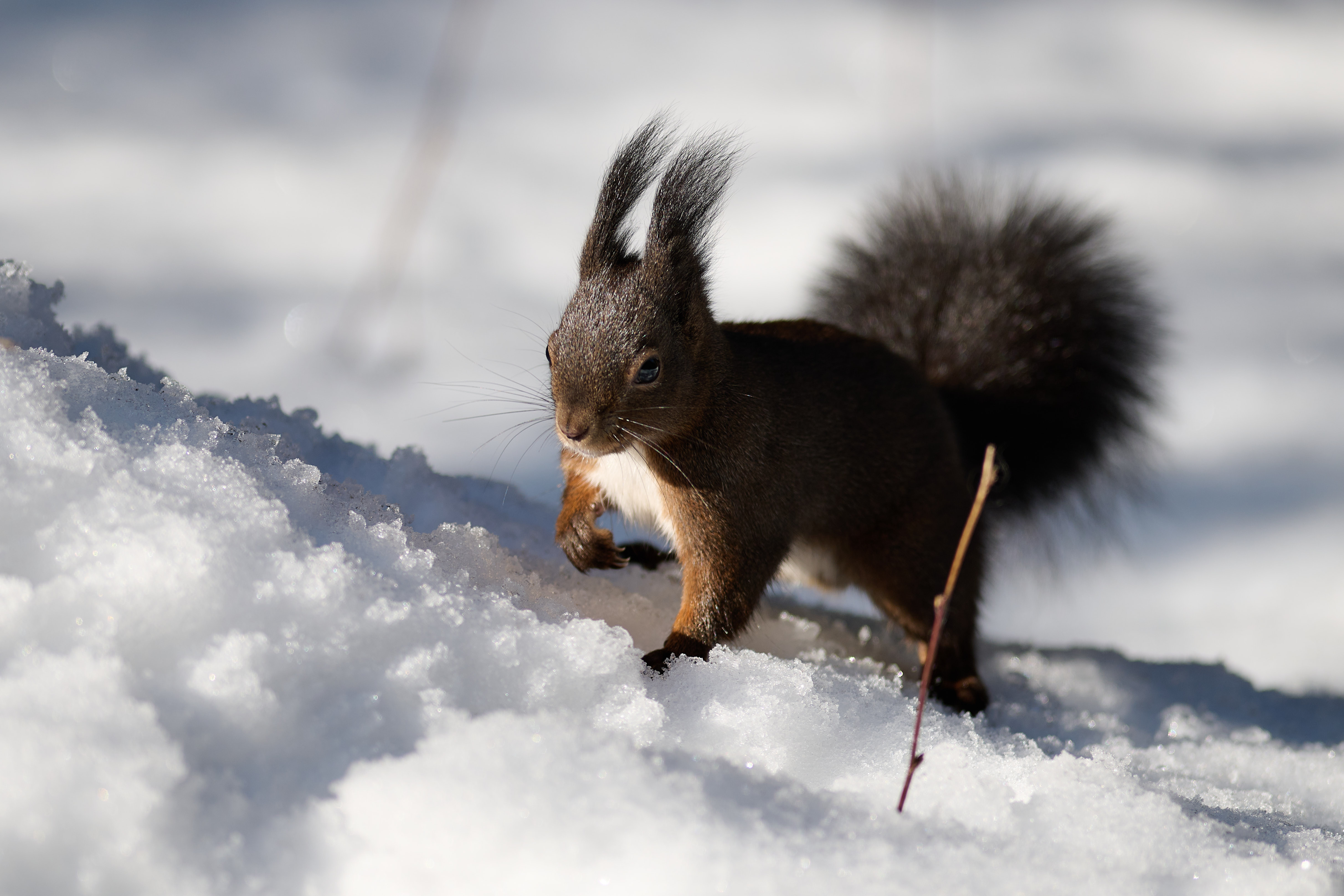 Futtersuche im Schnee