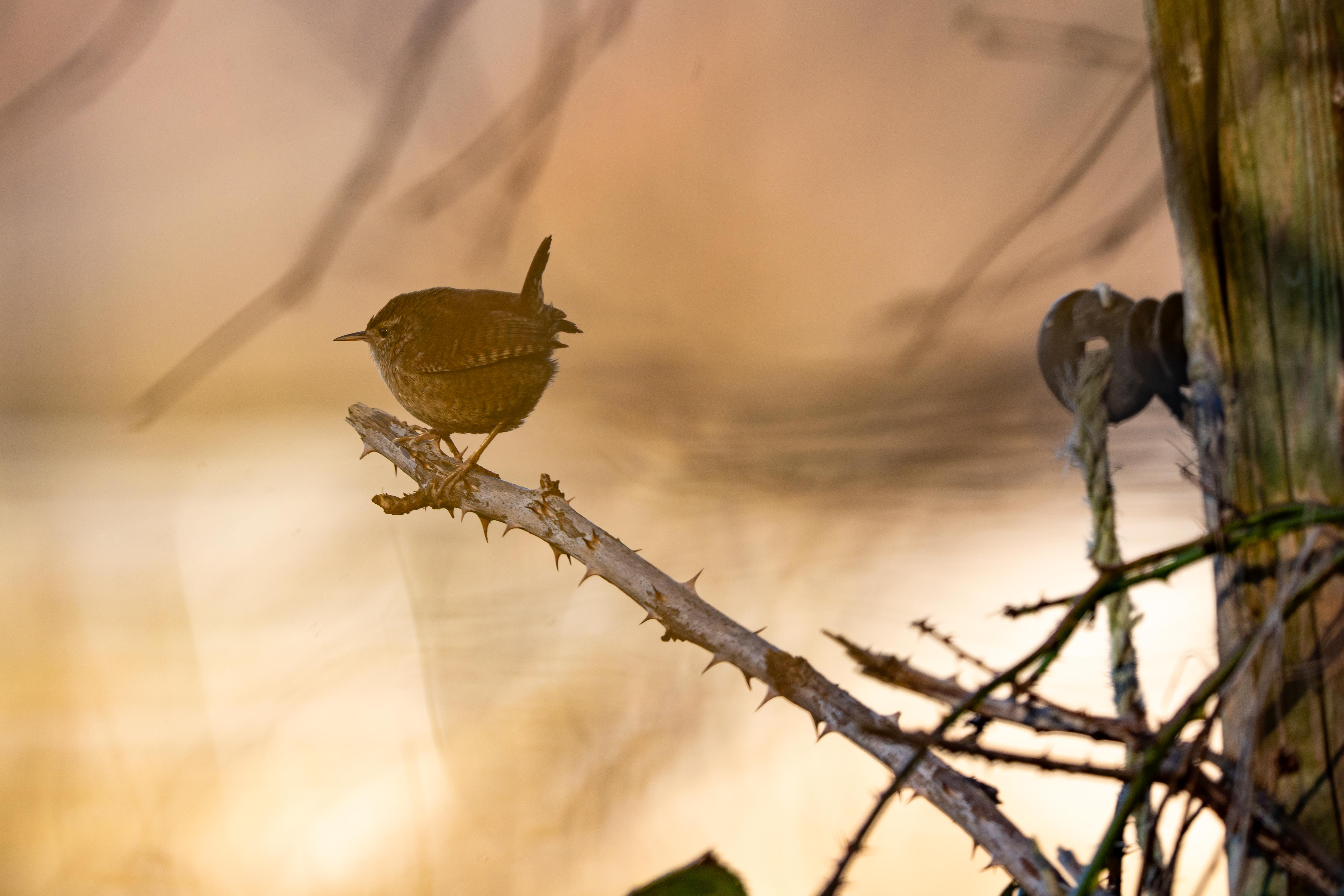 Zaunkönig im Abendlicht